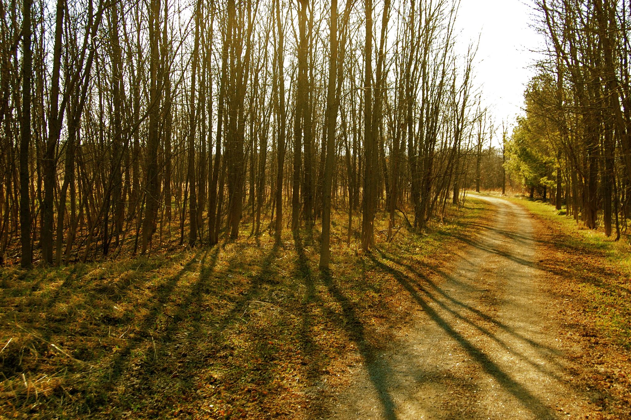 A sunlit dirt path winds through a forest with bare trees and long shadows.