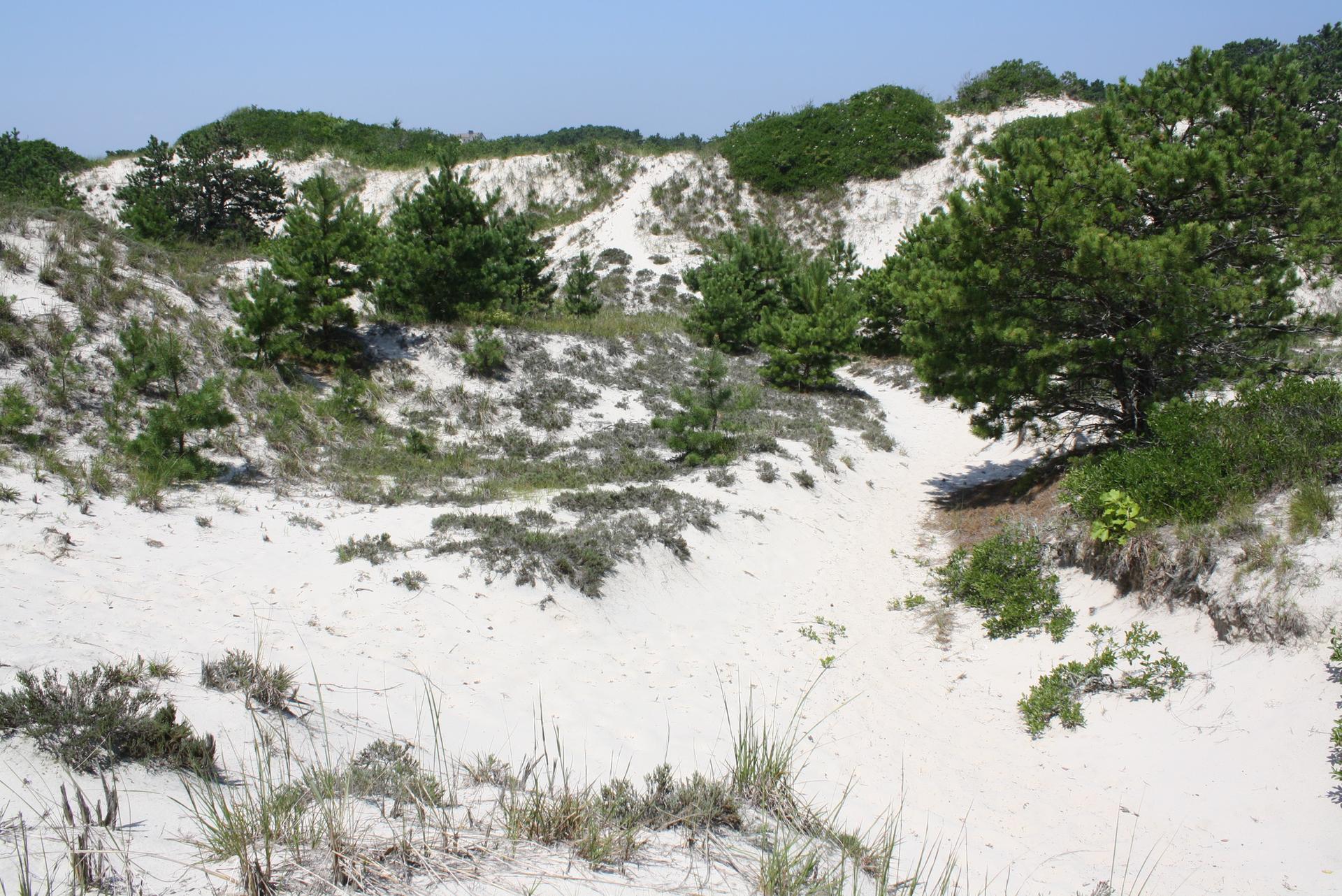 Sandy dunes with scattered green bushes and small pine trees under a bright sky.