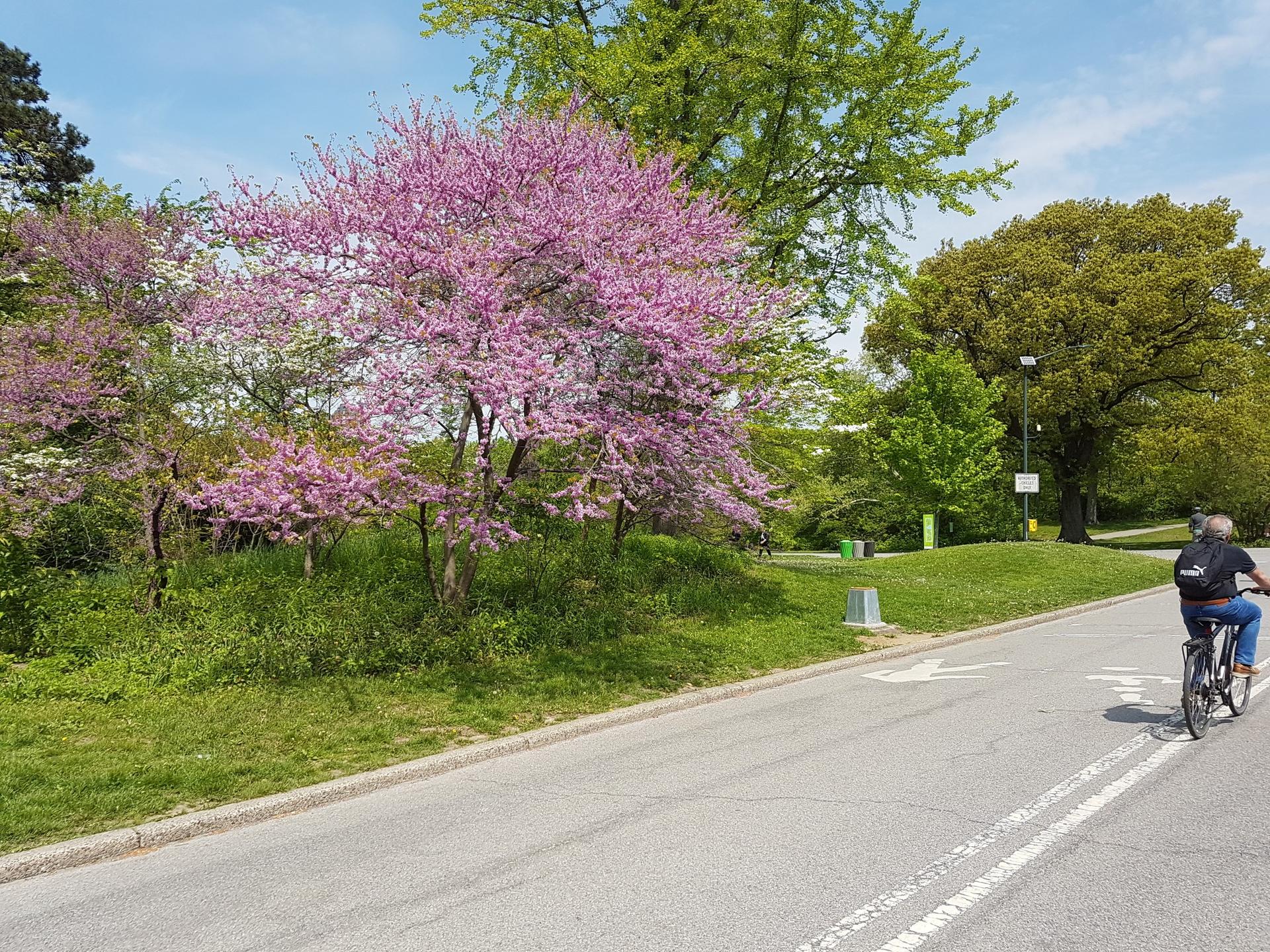 A person cycles past vibrant pink flowering trees on a sunny day.
