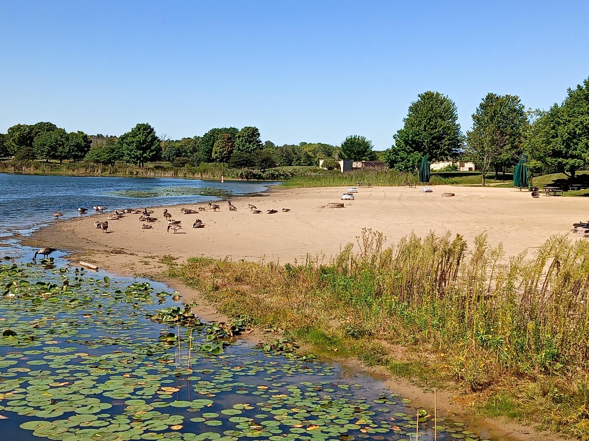 Sandy beach with geese by a lake, surrounded by trees under blue sky.