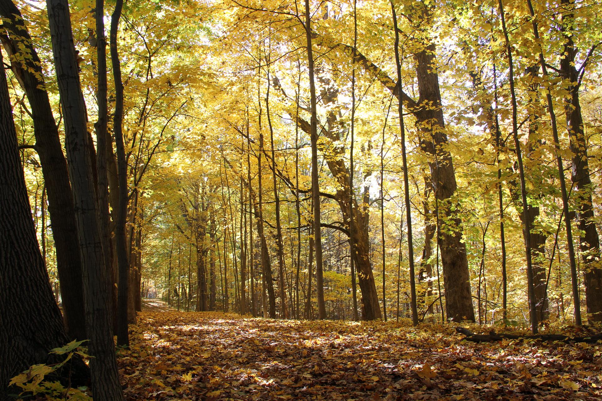 Sunlit forest path covered in golden autumn leaves, tall trees.