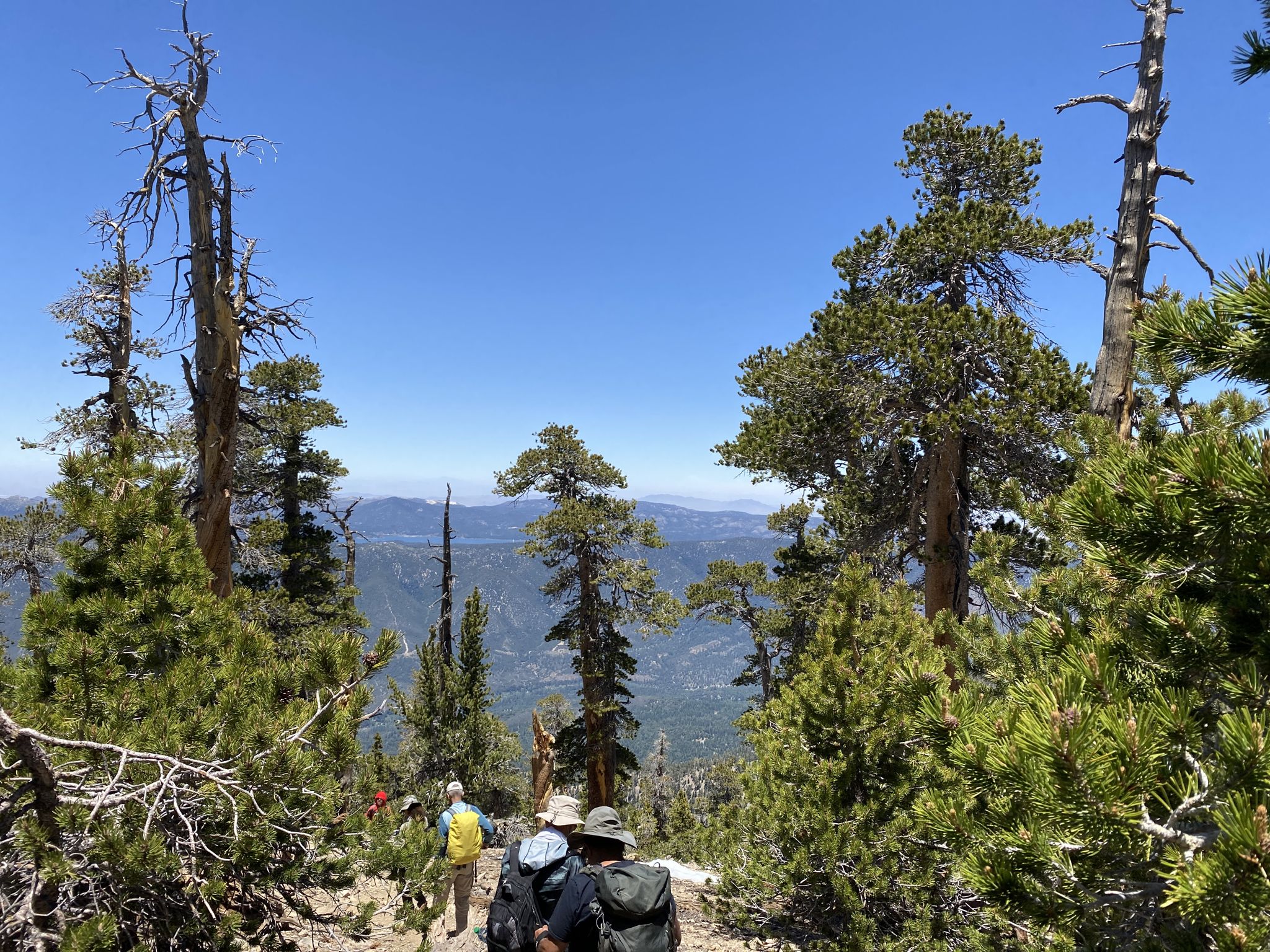Hikers with backpacks descend a mountain path surrounded by pine trees. - San Bernardino Peak Trail via Angelus Oaks