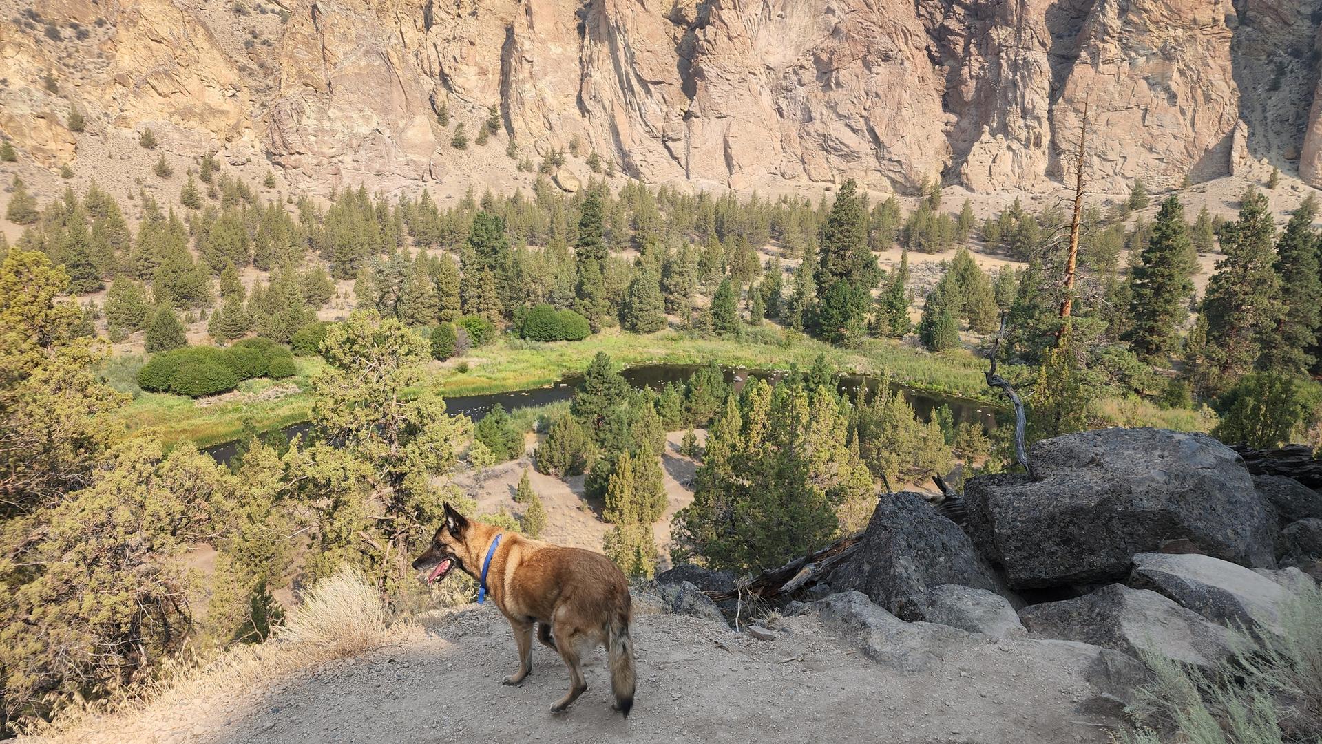 A dog on a dirt path overlooking a river and canyon, sunny.