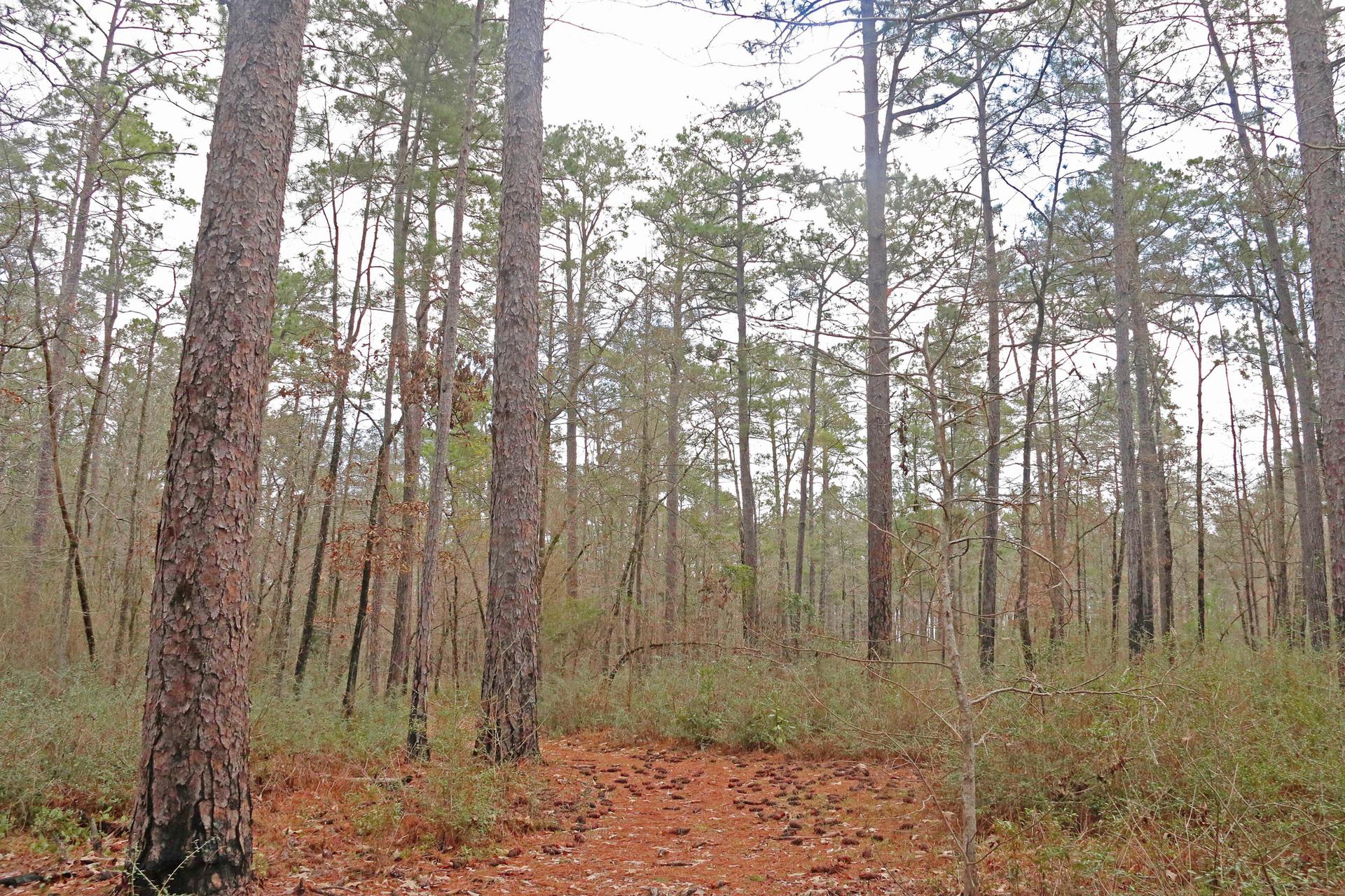 Tall pine trees in a dense forest with an overcast sky.