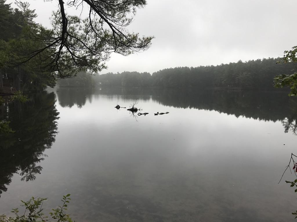 A calm, misty lake reflecting dense forest under an overcast sky.