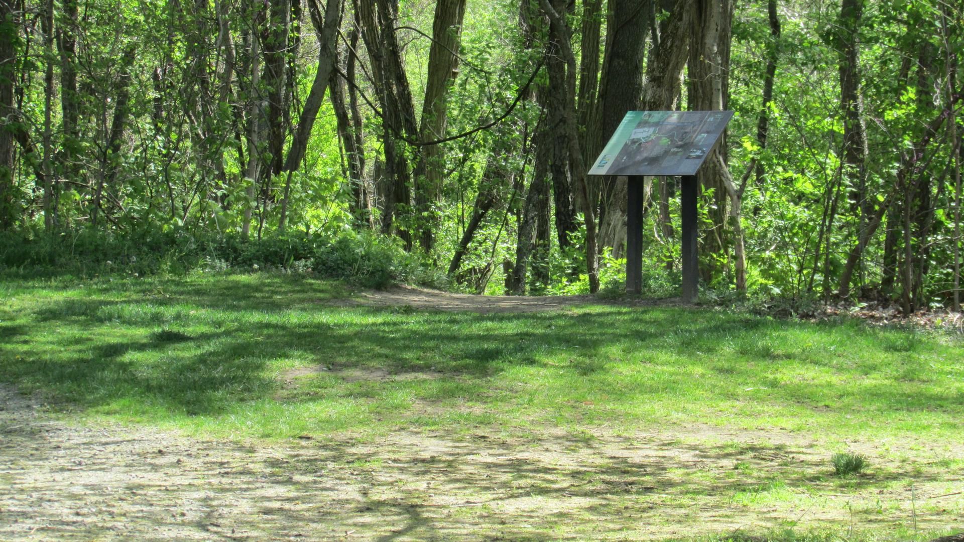 Sunny grassy clearing with a signpost at the edge of a green forest.