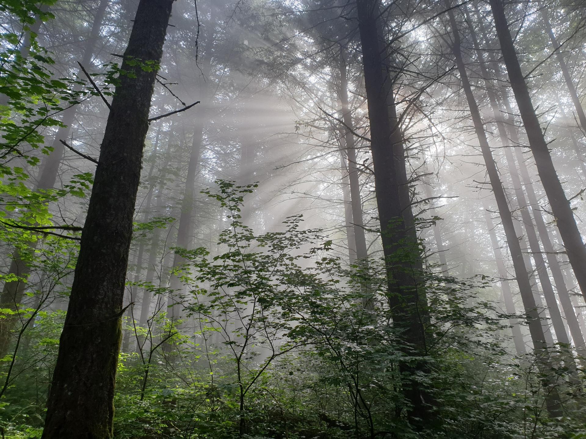 Sunbeams pierce through mist in a dense, tall forest.