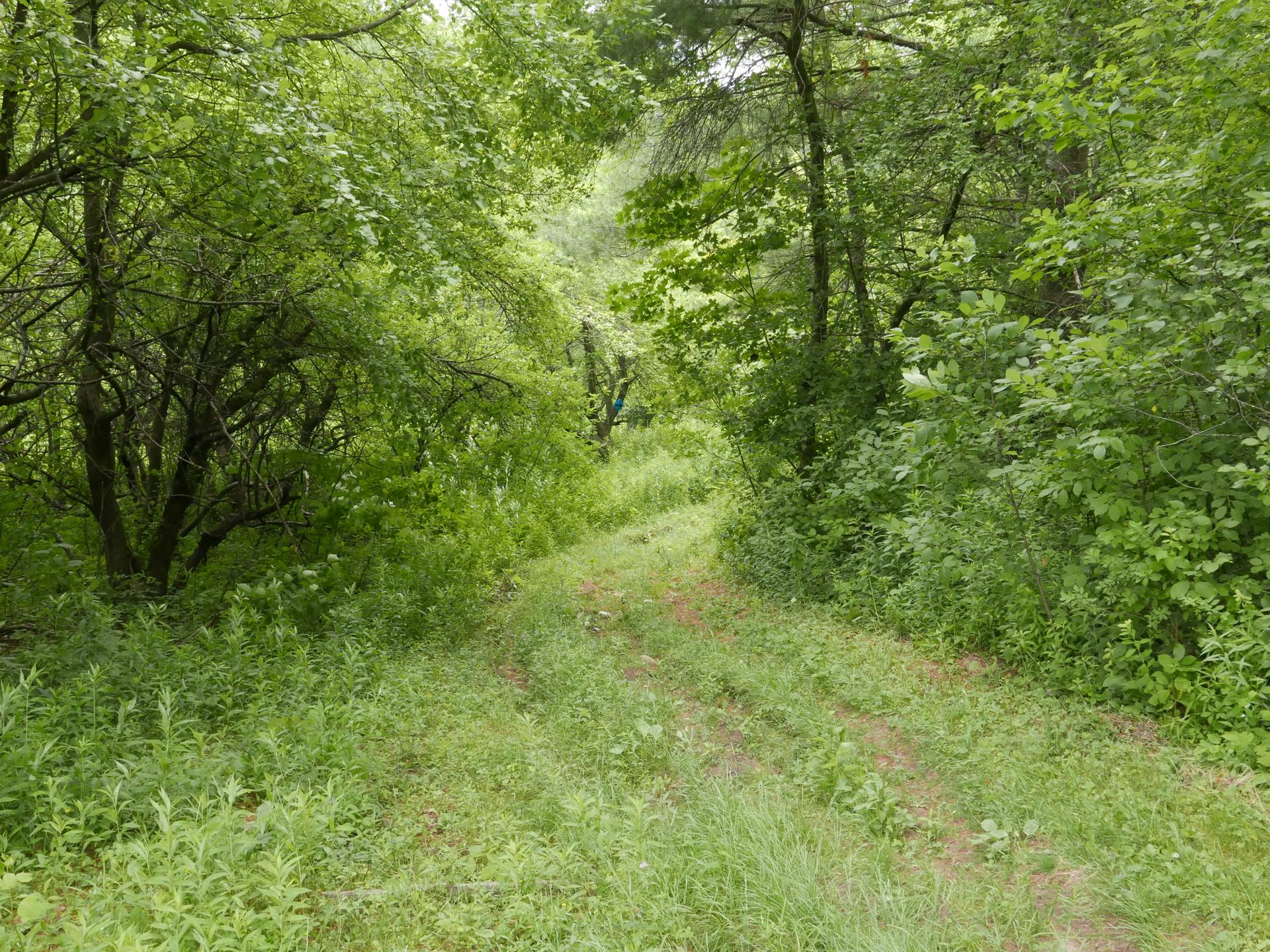A narrow, overgrown grassy path winds through a dense, green forest.