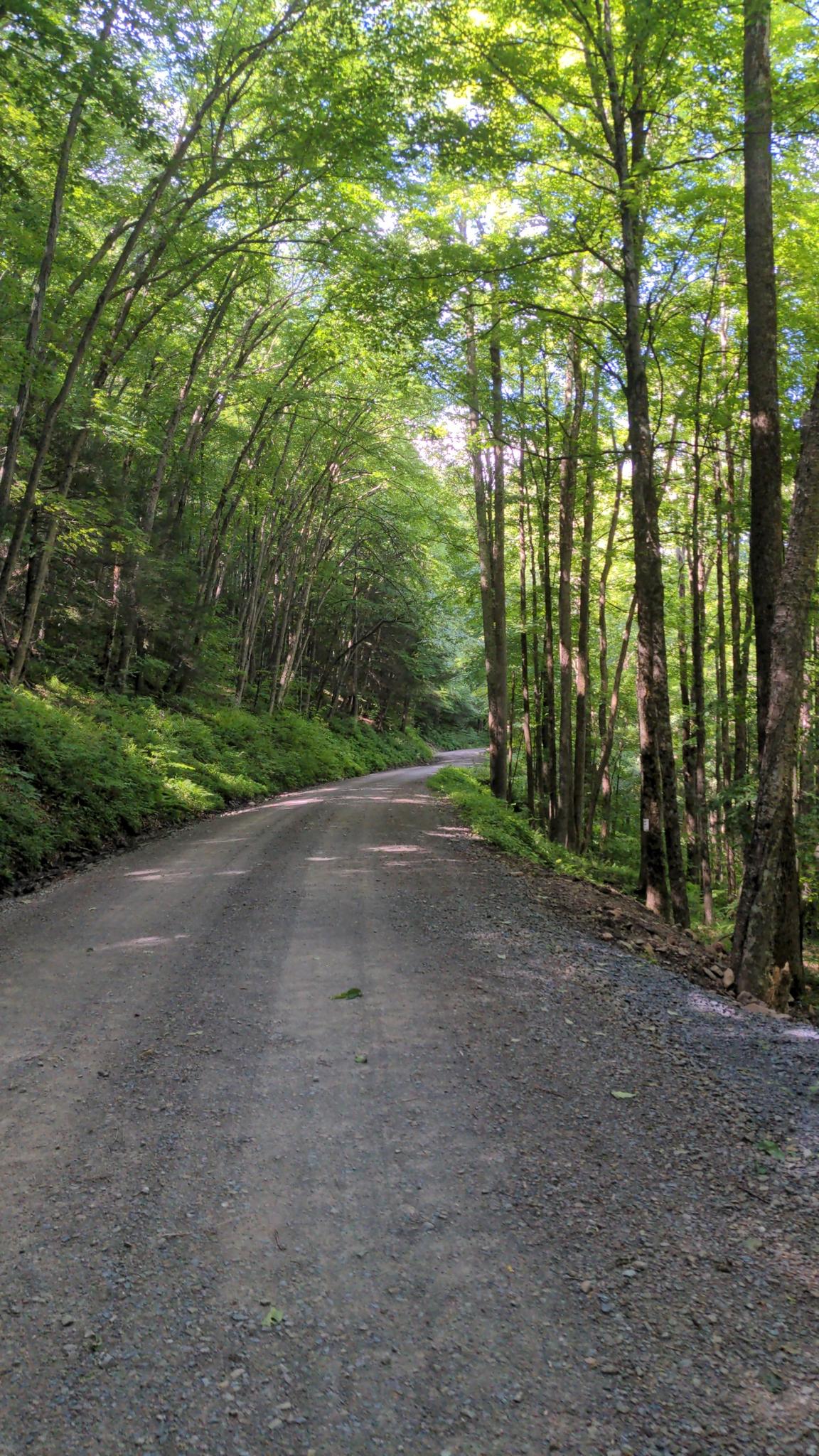 A winding dirt road through a dense forest, dappled with sunlight.