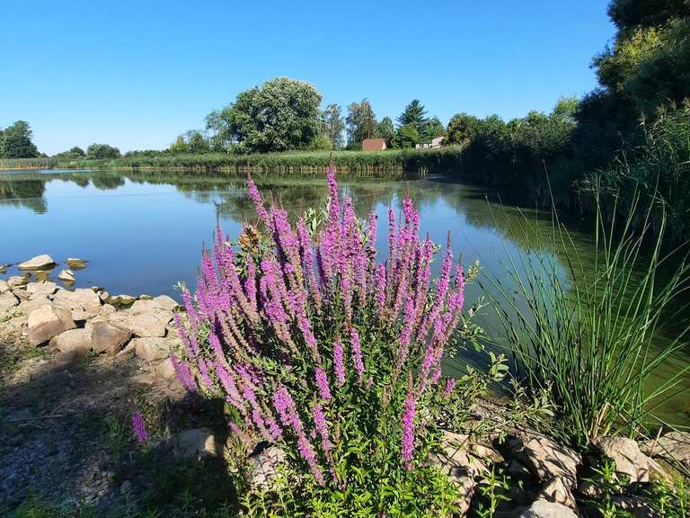 Eschefelder Teiche (Großer Teich) Wanderungen und Rundwege komoot