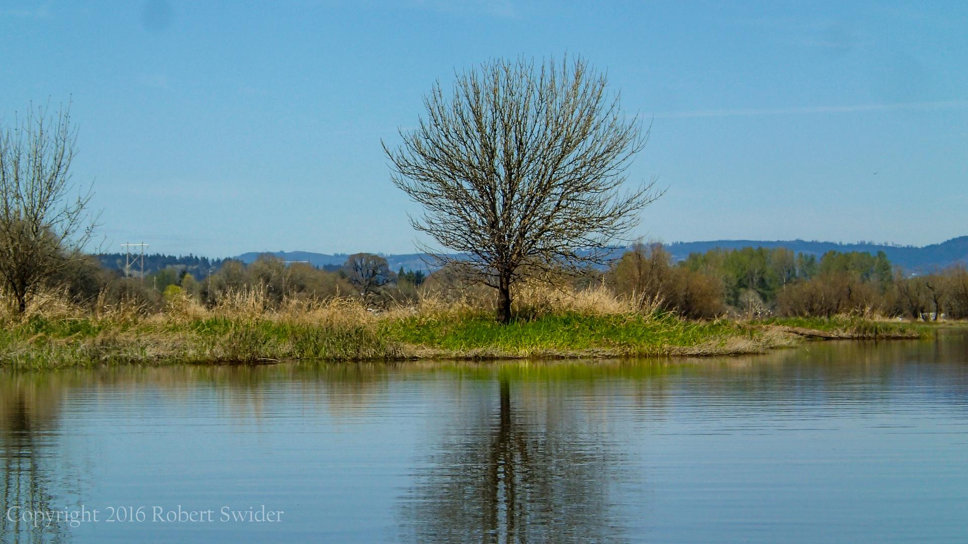 Bare tree on a grassy bank reflecting in calm water under a blue sky.