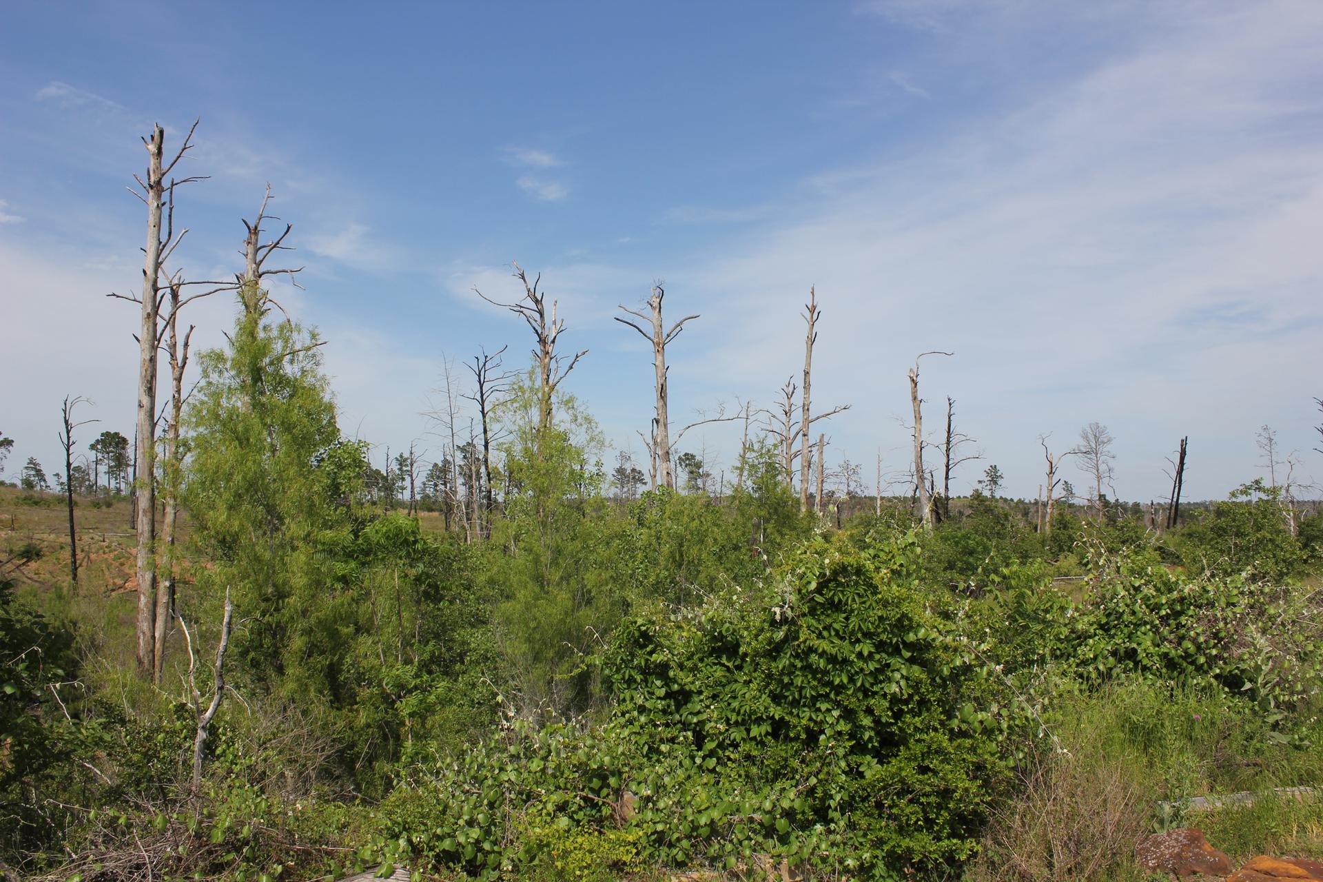 Dead trees stand among new green growth under a bright, cloudy sky.