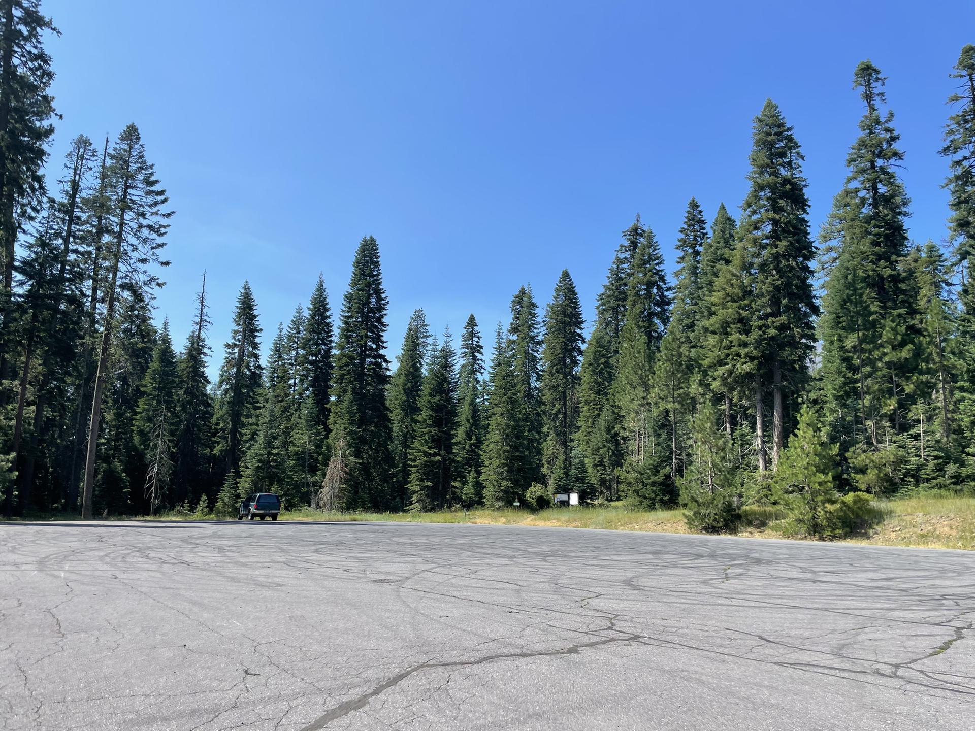 An empty paved parking lot surrounded by tall pine trees on a sunny day.