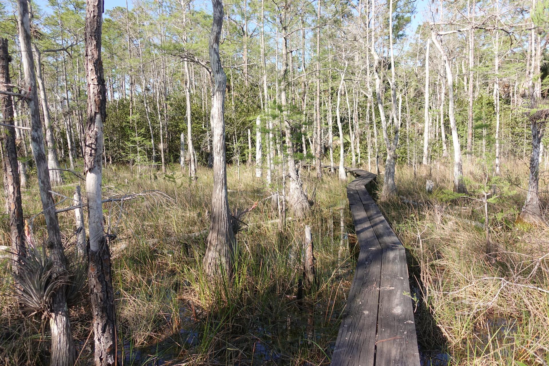 A wooden boardwalk winds through a sunny, marshy forest with tall trees.