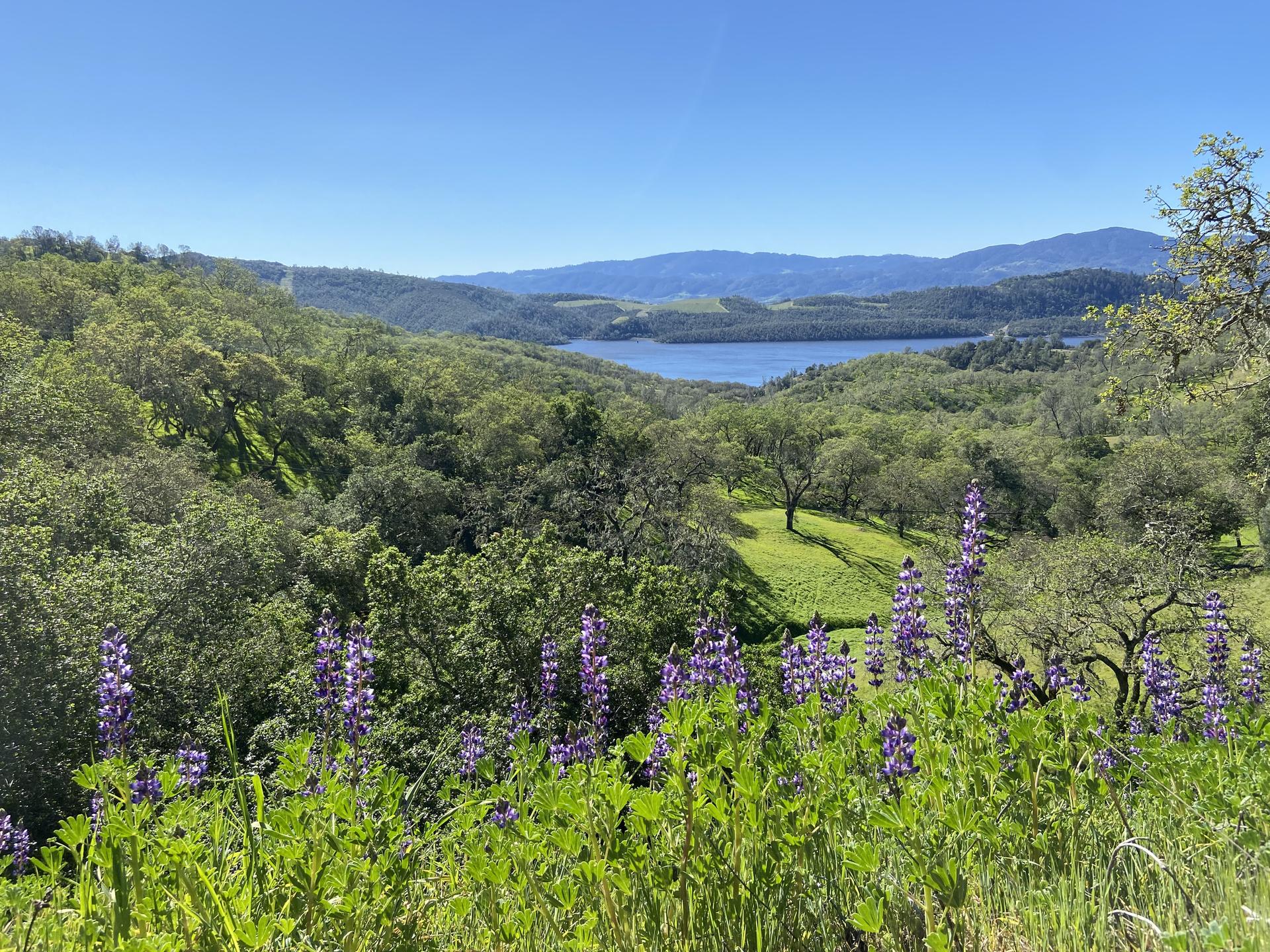 Vibrant purple wildflowers in foreground, overlooking a lake and green hills.