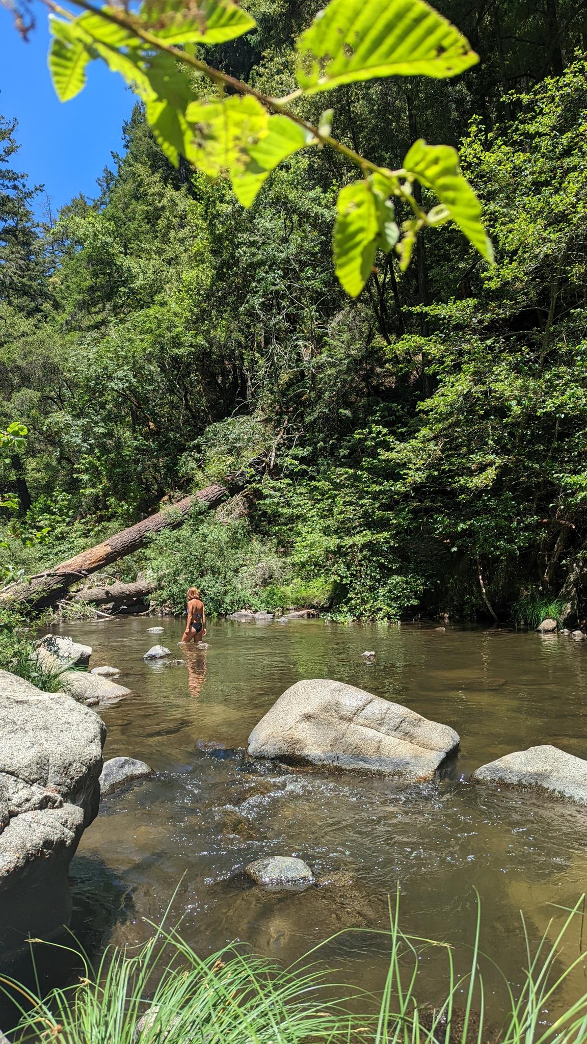 Person wading in a shallow, rocky river surrounded by lush green forest.