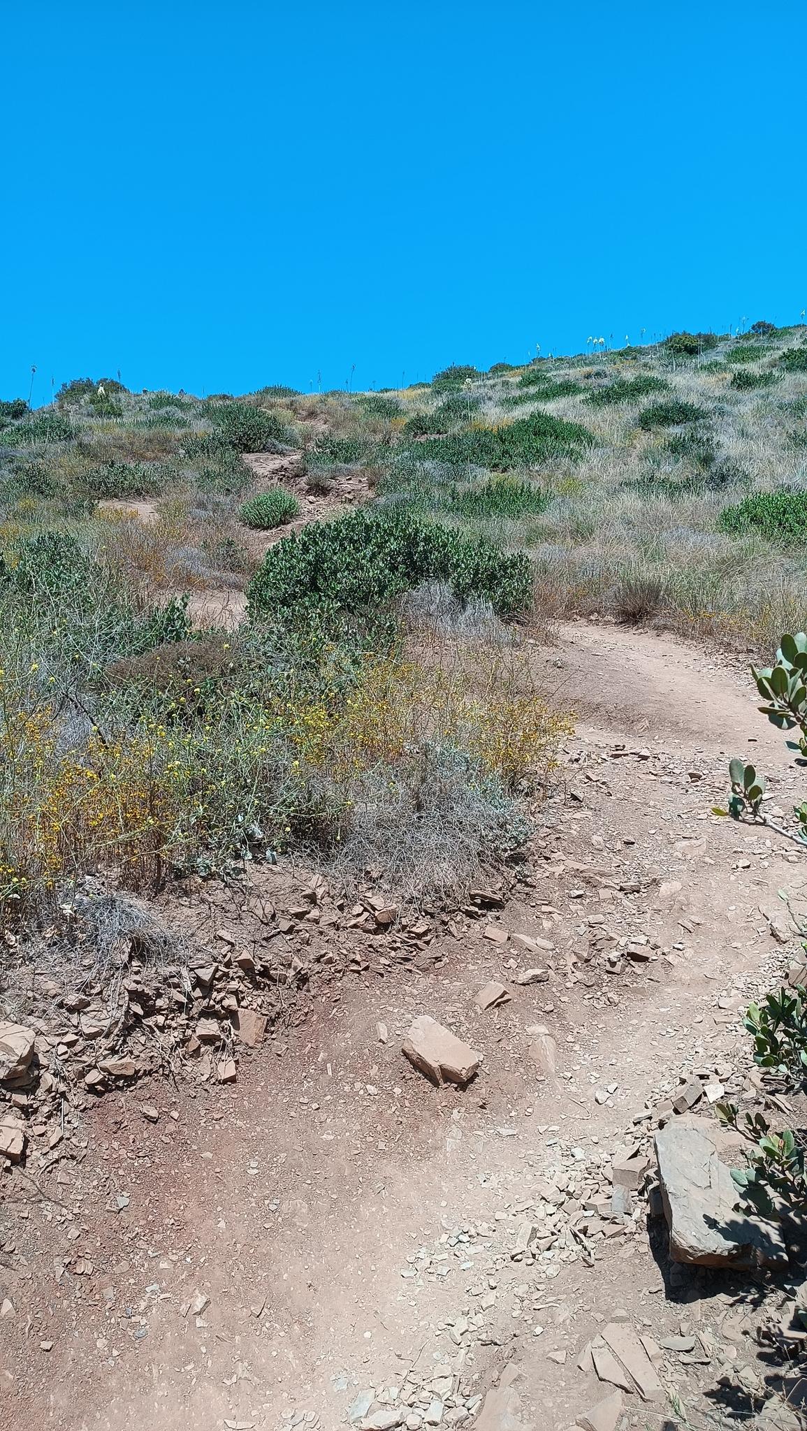 A winding dirt trail on a sunny, brush-covered hillside.