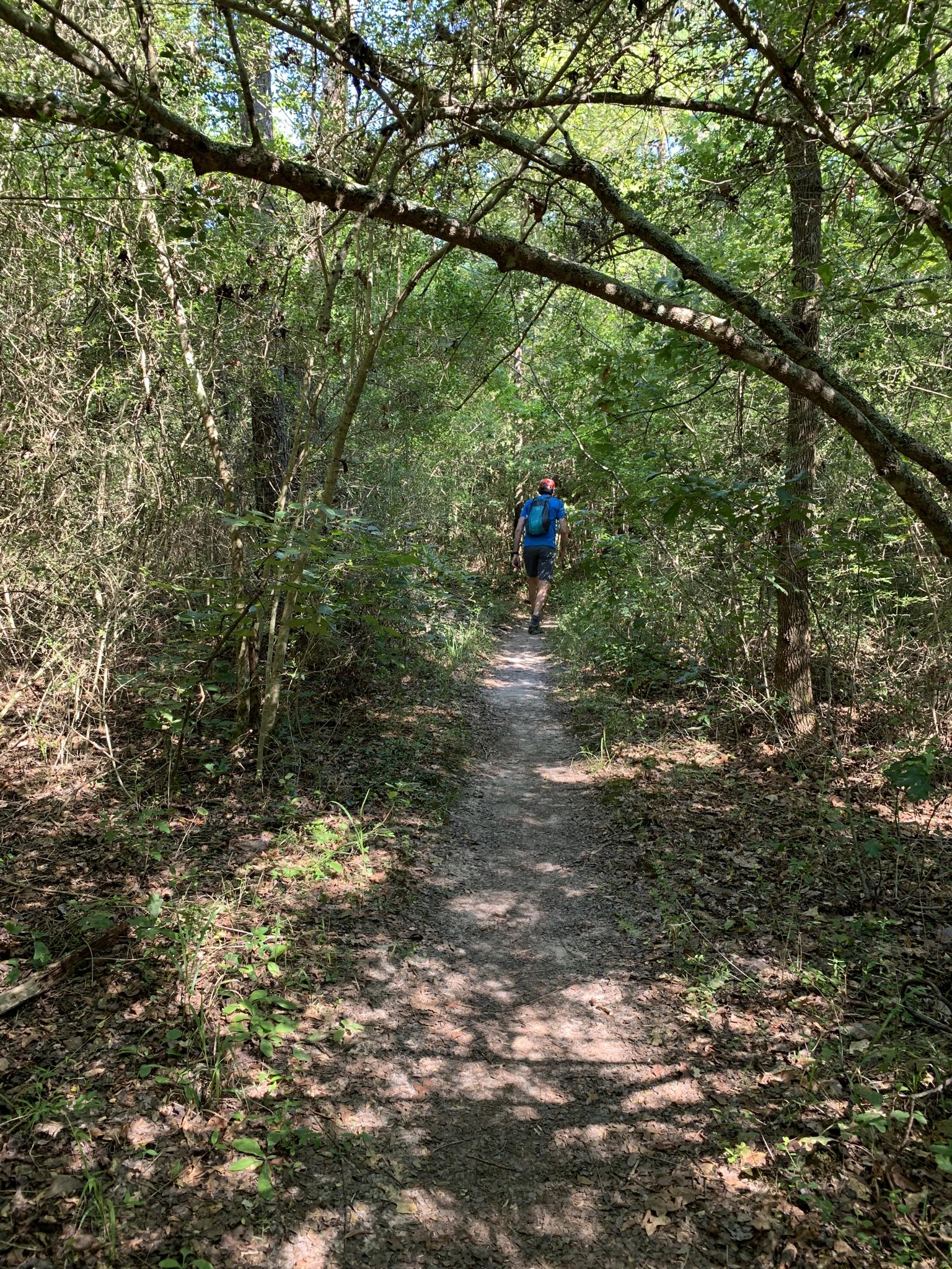 Person walks away on a narrow, sunlit dirt path through dense woods.