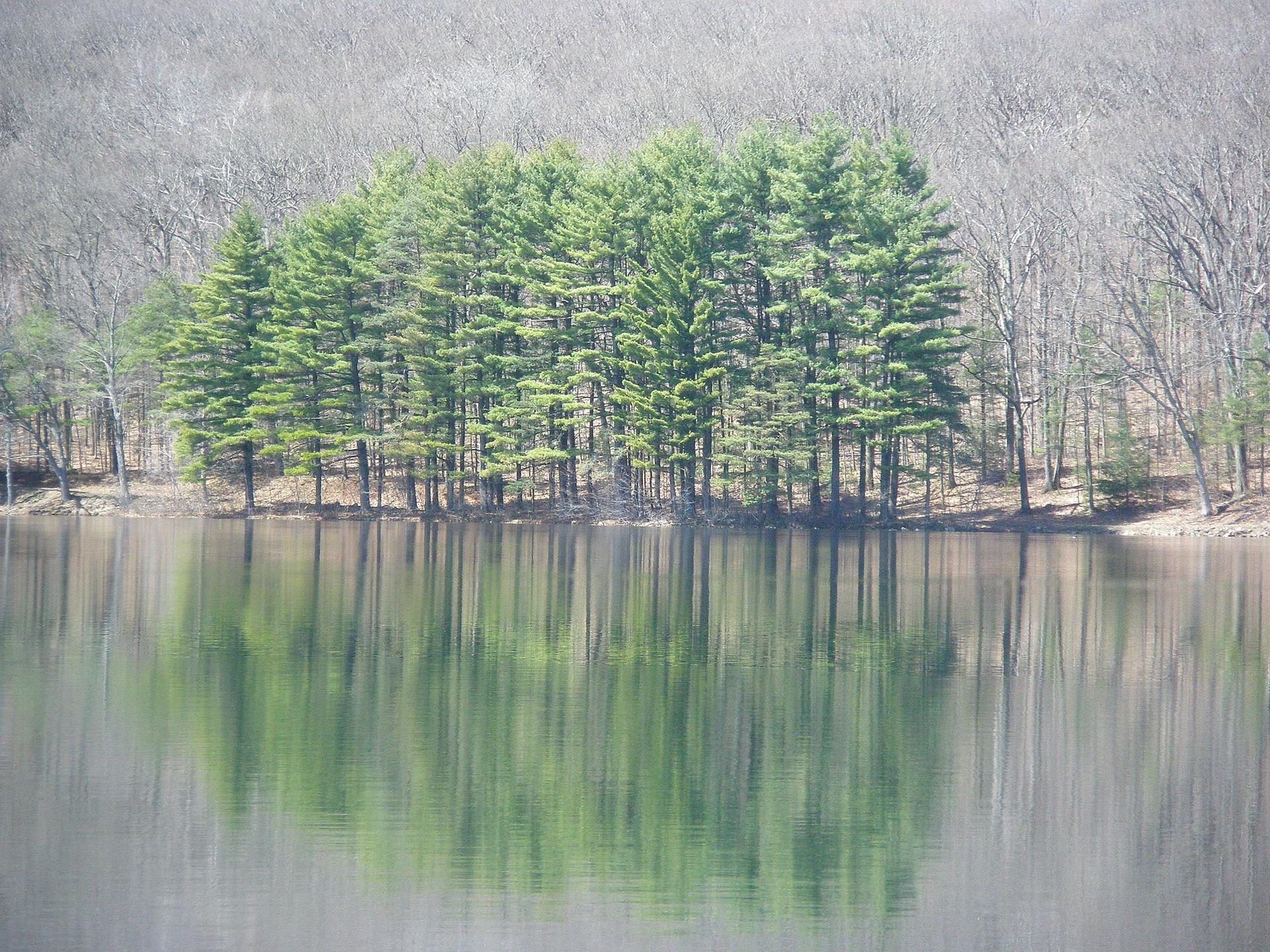 Green pine trees reflected in calm water, with bare trees on a distant hillside.