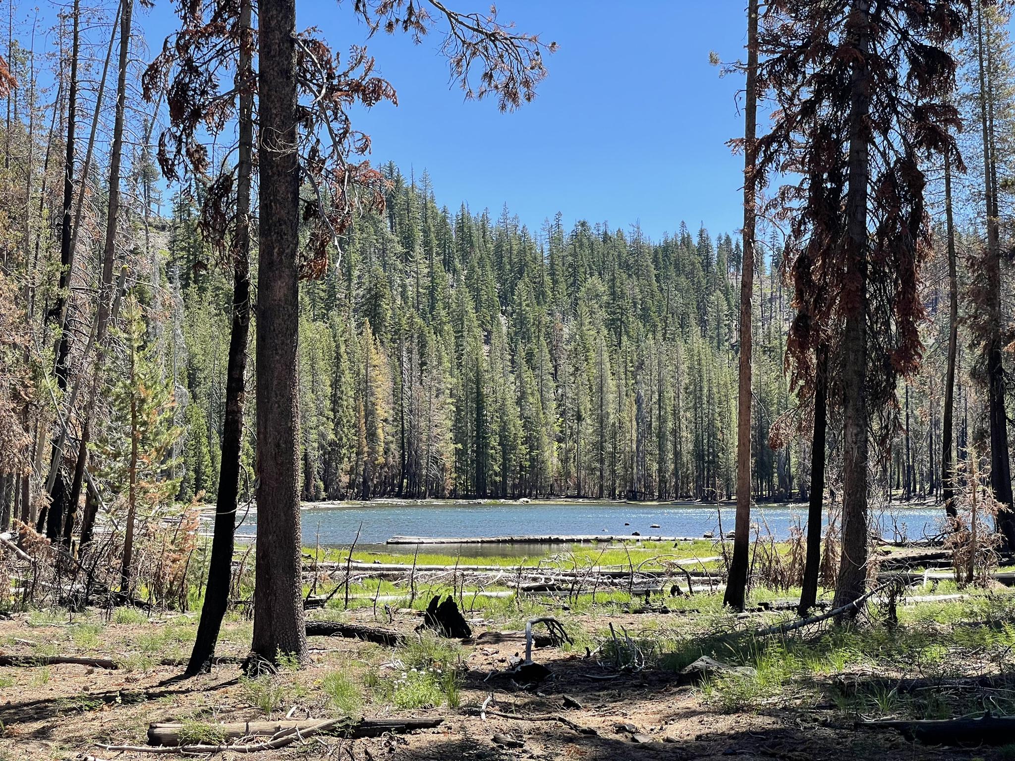 Lake surrounded by dense pine forests, seen from a grassy foreground.