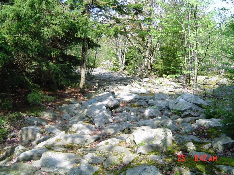 Sunlit, rocky forest floor surrounded by green trees and shadows.