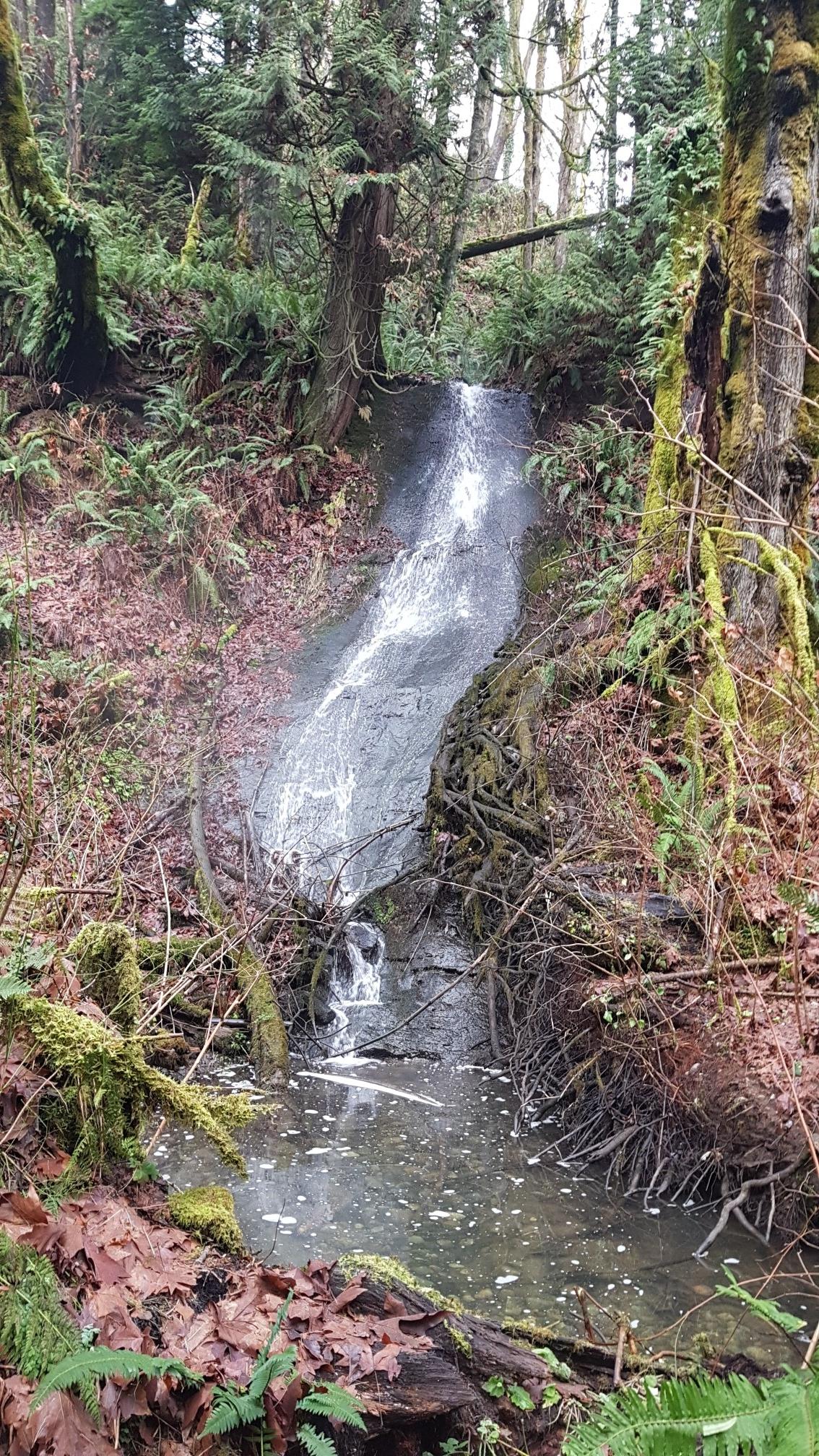 Small waterfall cascading into a stream in a lush, green forest.