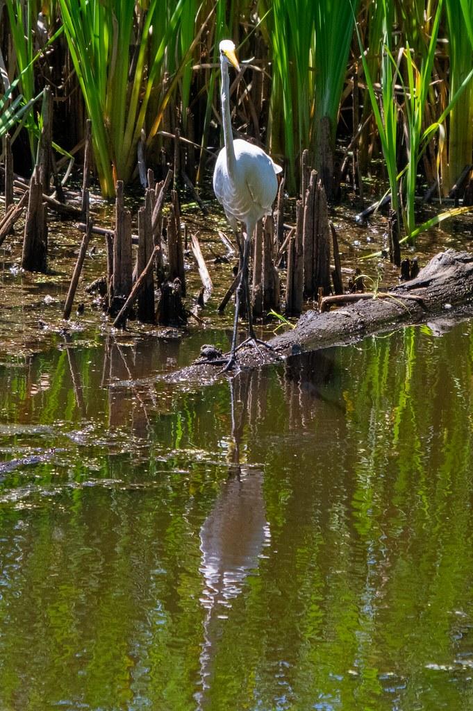 White egret standing in sunlit water with green reeds.