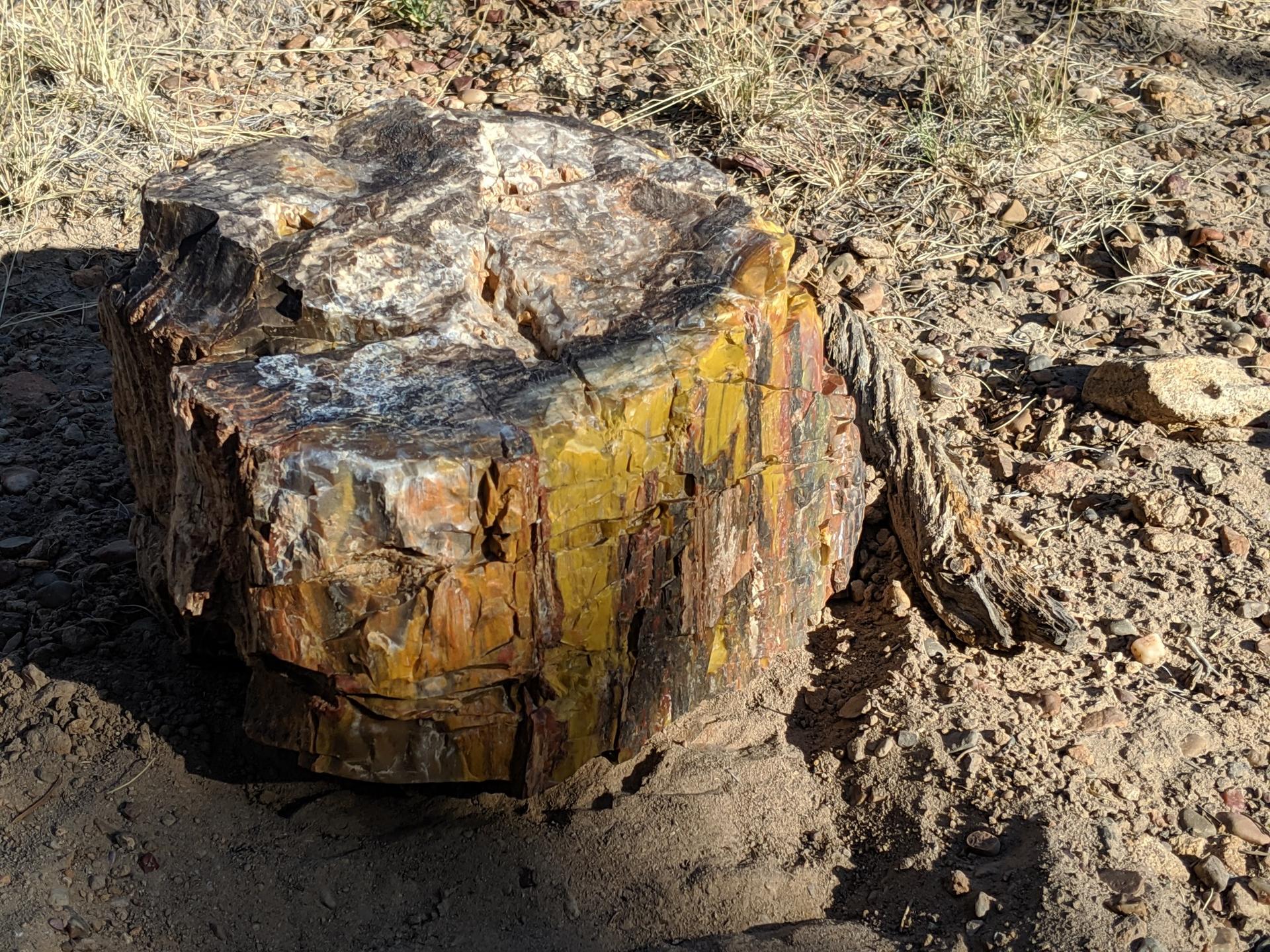 Close-up of a colorful petrified wood log on dry ground.