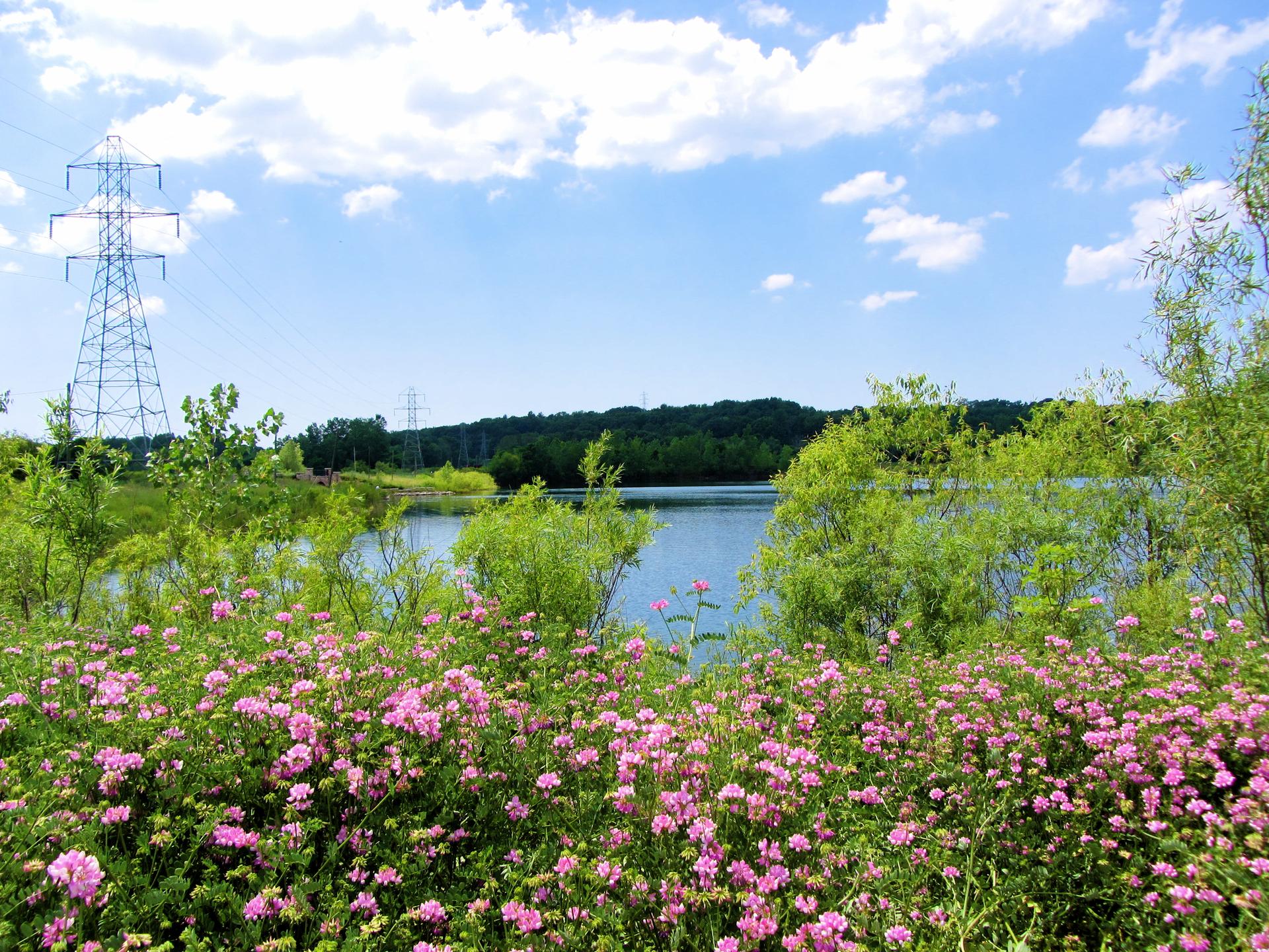 Vibrant pink wildflowers in the foreground, a lake, and power lines under a bright sky.