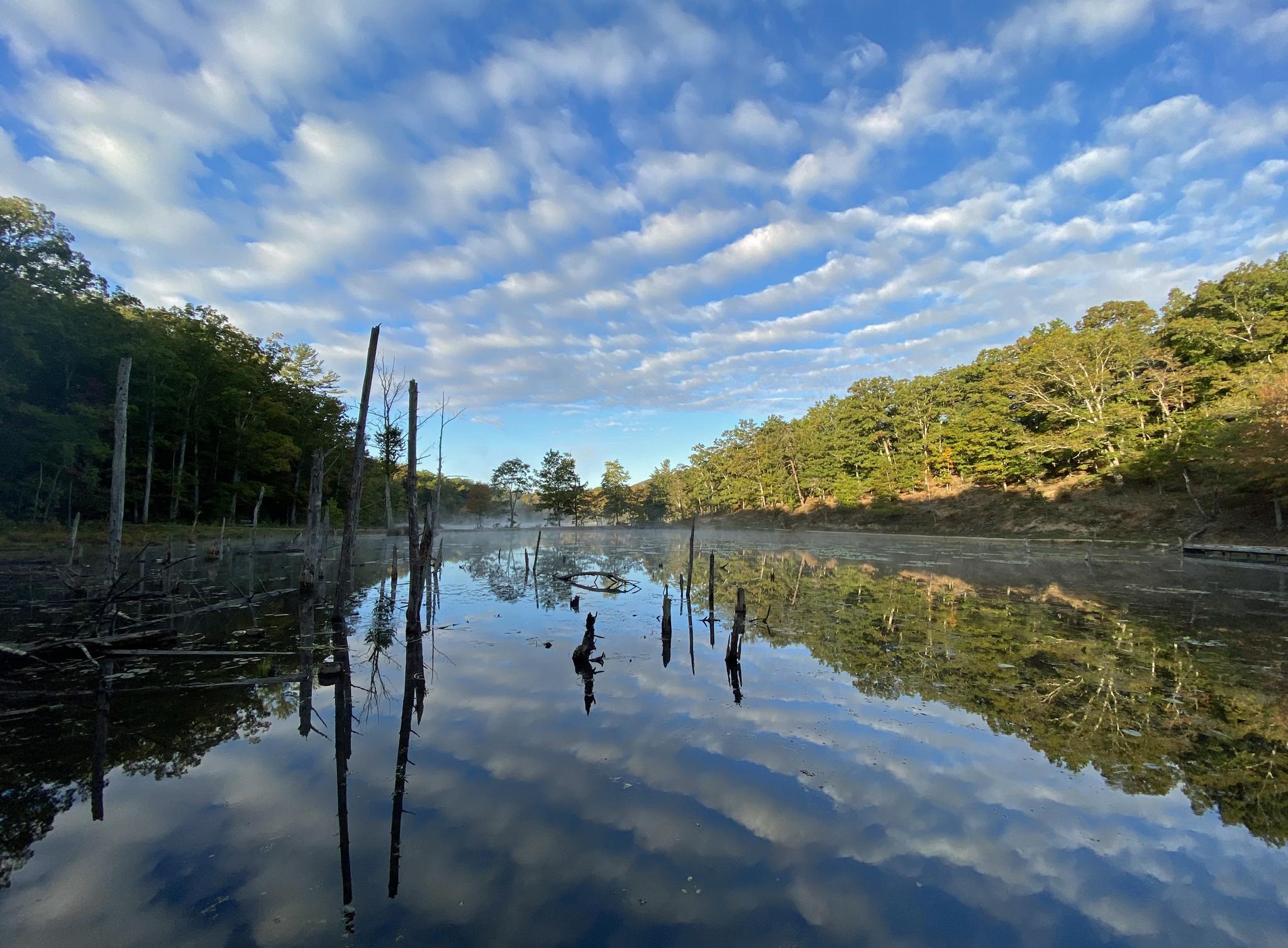 Misty lake with tree stumps reflecting a cloudy blue sky.