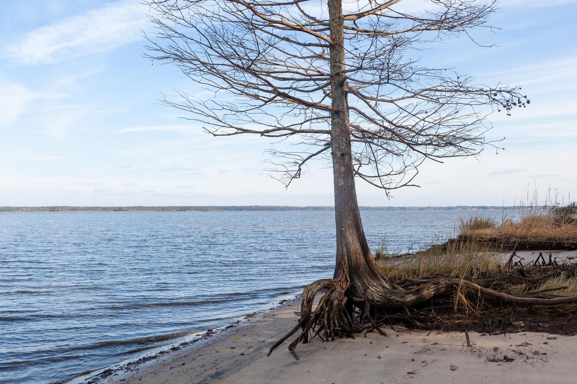 A bare tree with exposed roots stands on a sandy shore by water.