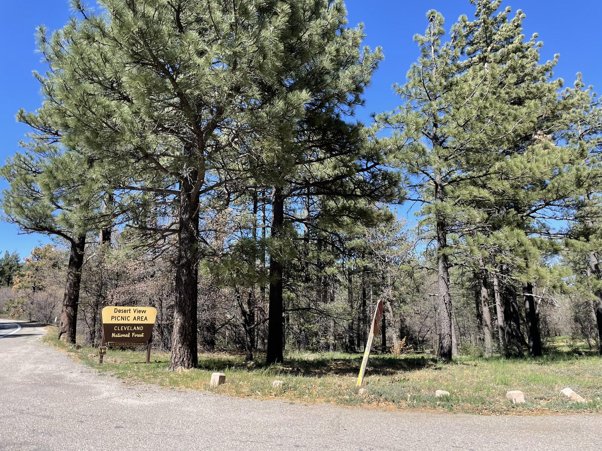 Wooden sign among tall pine trees on a sunny day, marking a picnic area.