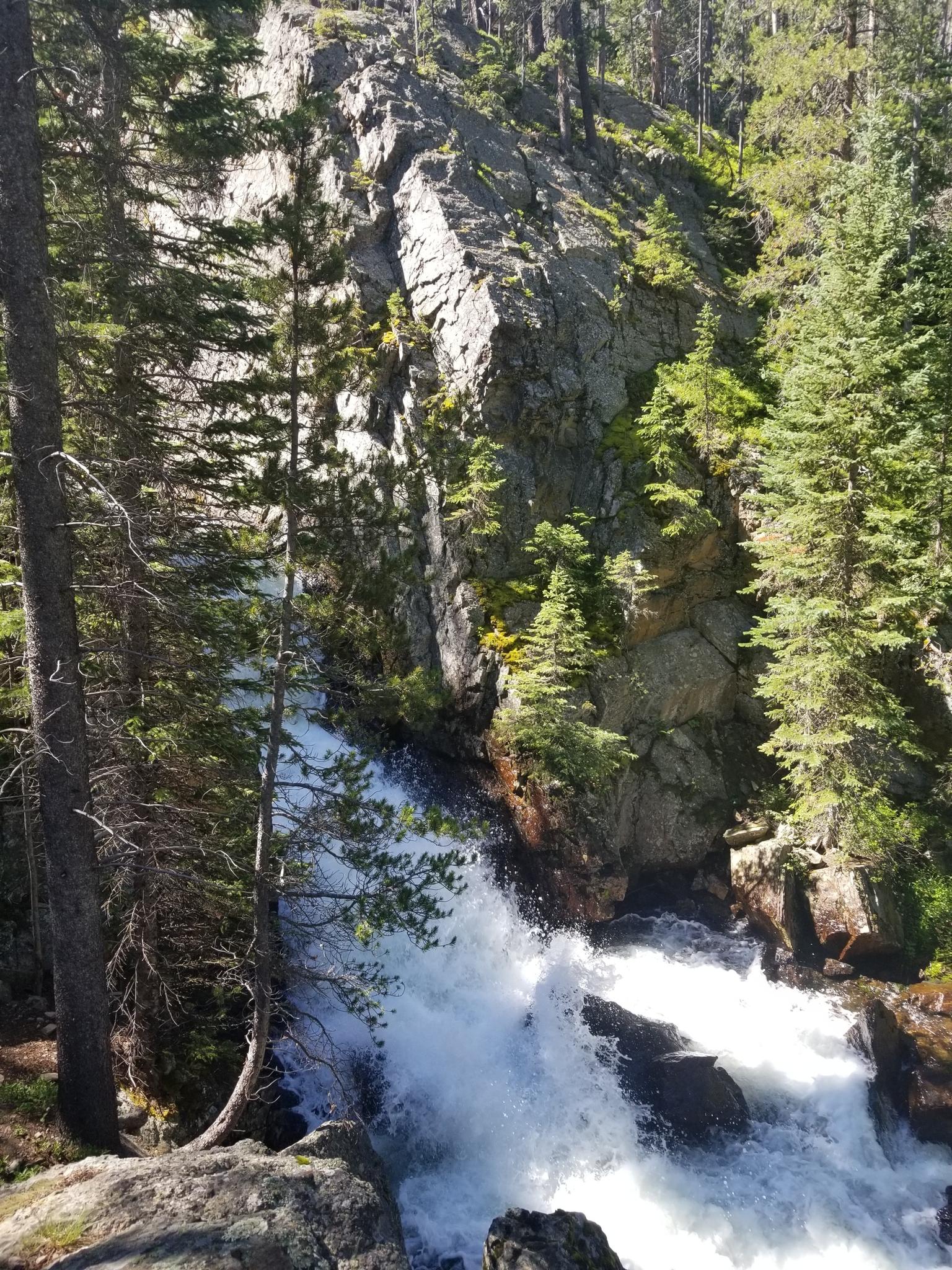 Turbulent white water cascades down a steep rocky cliff surrounded by pine trees.