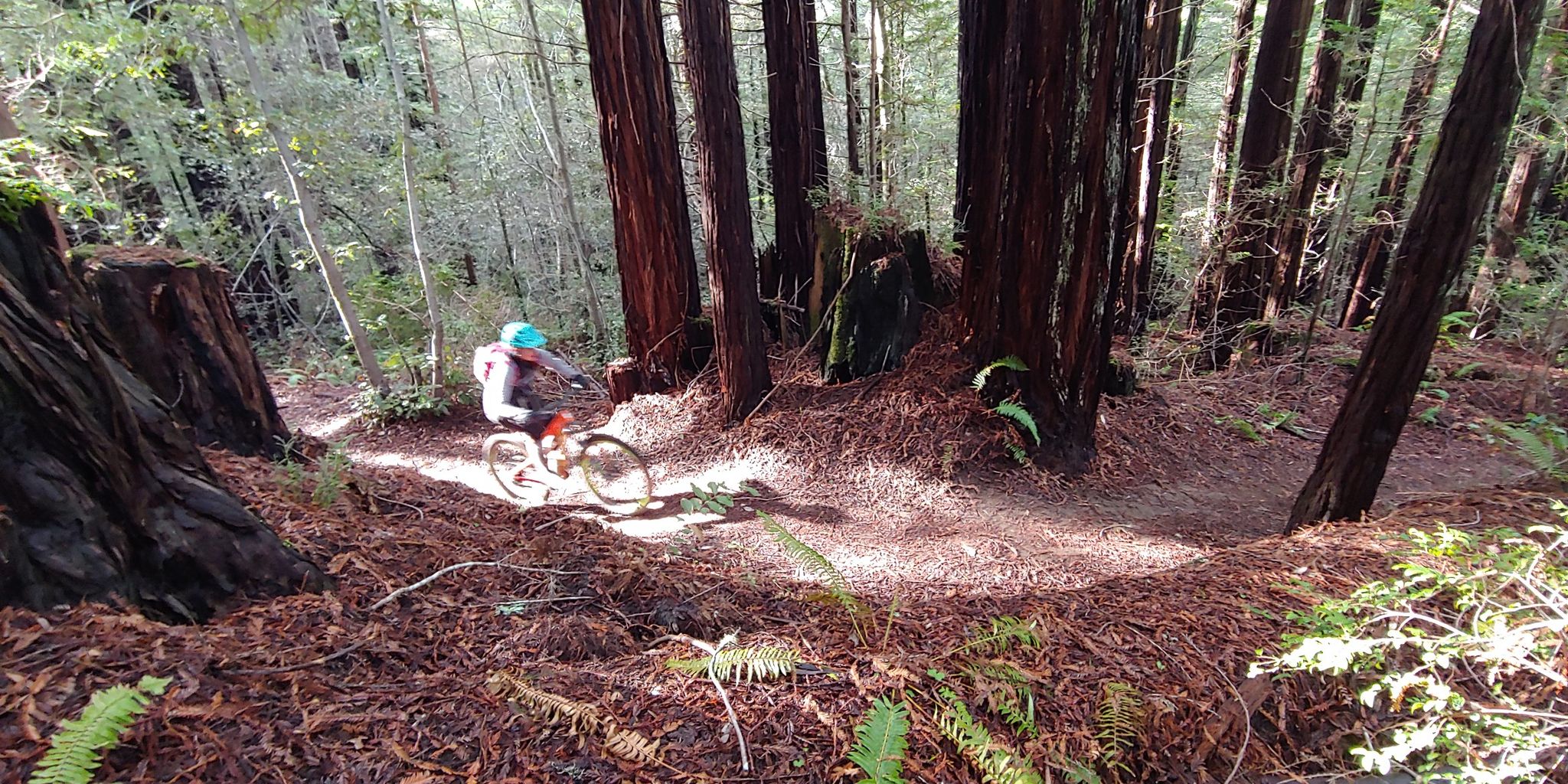 Mountain biker on a sun-dappled dirt trail through a dense redwood forest. - Mendocino Woodlands Observatory Loop