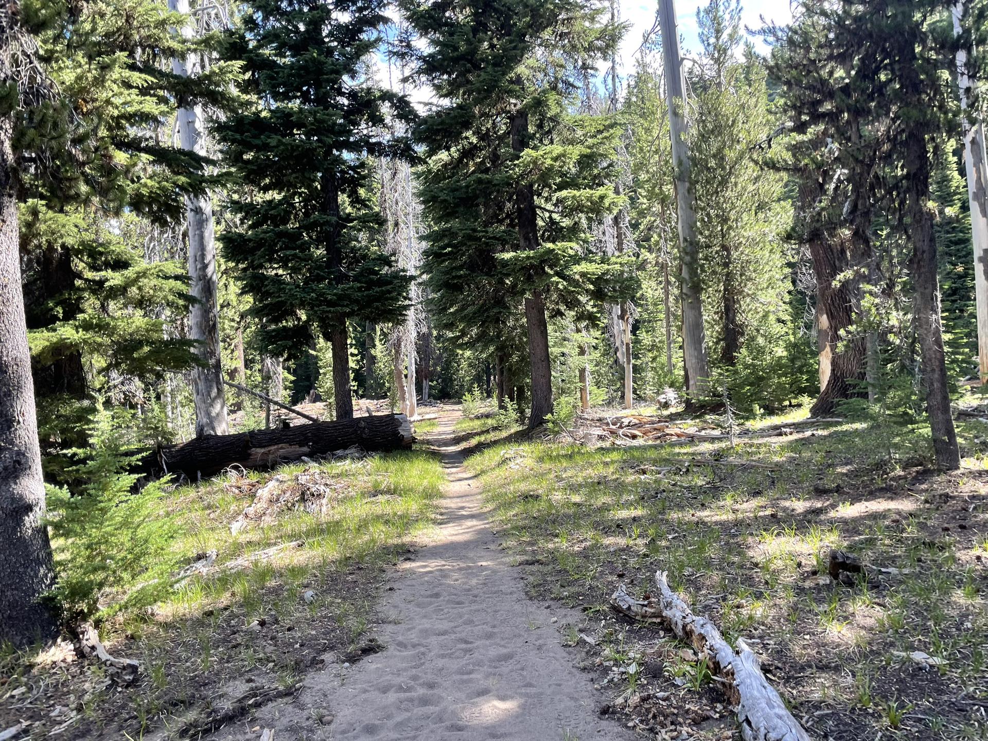 A winding dirt path leads through a dense, sun-dappled forest with tall trees.