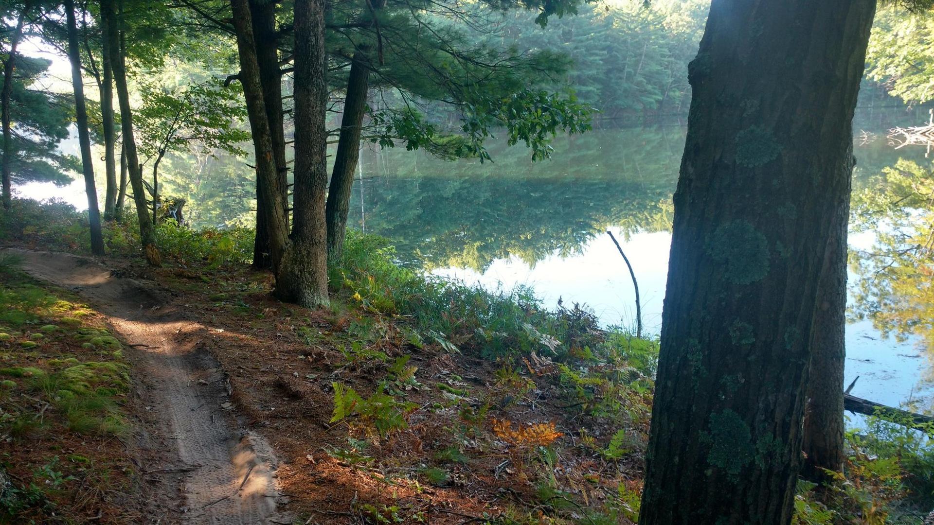 A dirt path winds through a sunlit forest beside a calm lake.