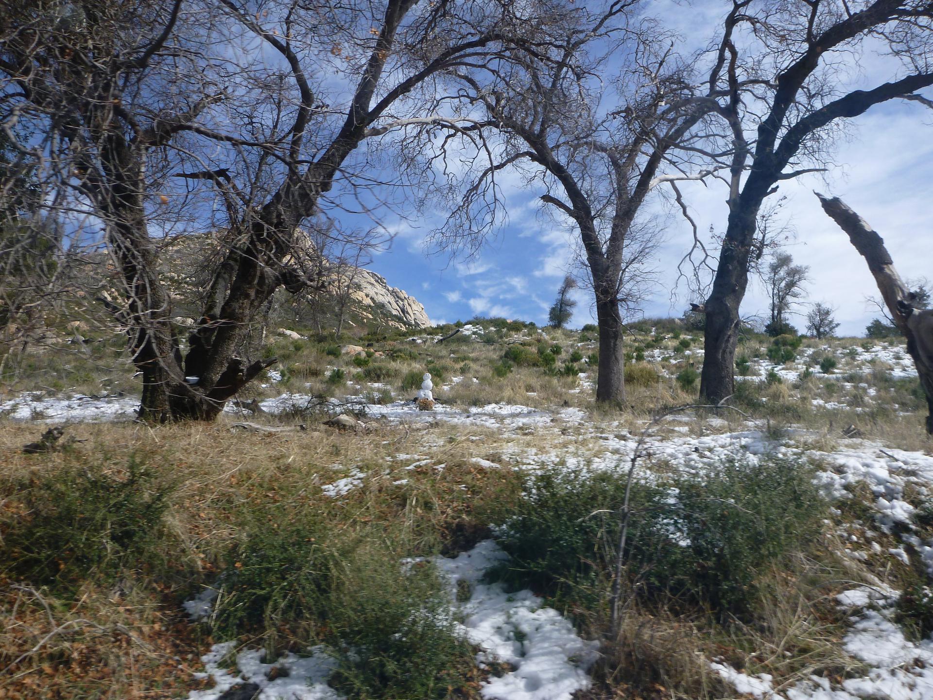 Sunny winter day with bare trees, snow, and dry grass on a slope.