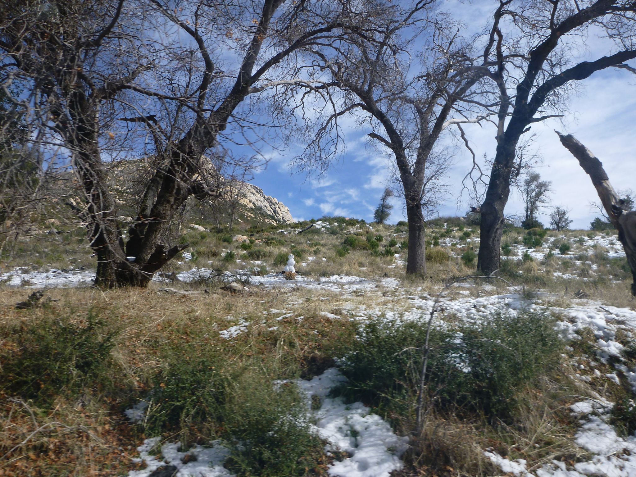 Sunny winter day with bare trees, snow, and dry grass on a slope. - East Mesa, Oakzanita Peak and Granite Springs Loop