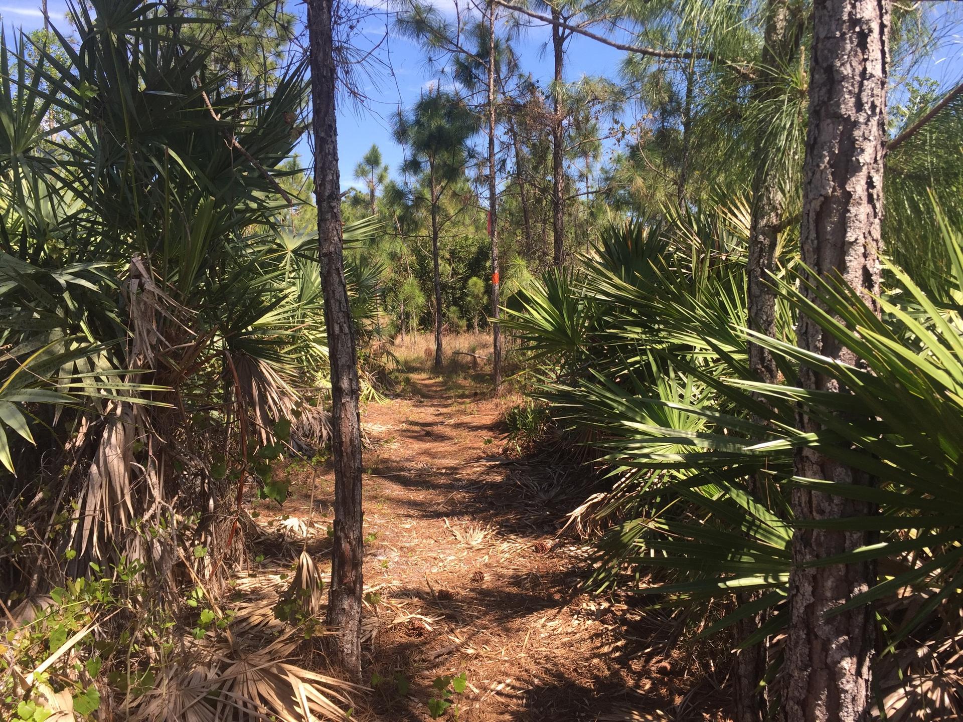 Shaded dirt path through a dense forest of pine trees and saw palmettos.