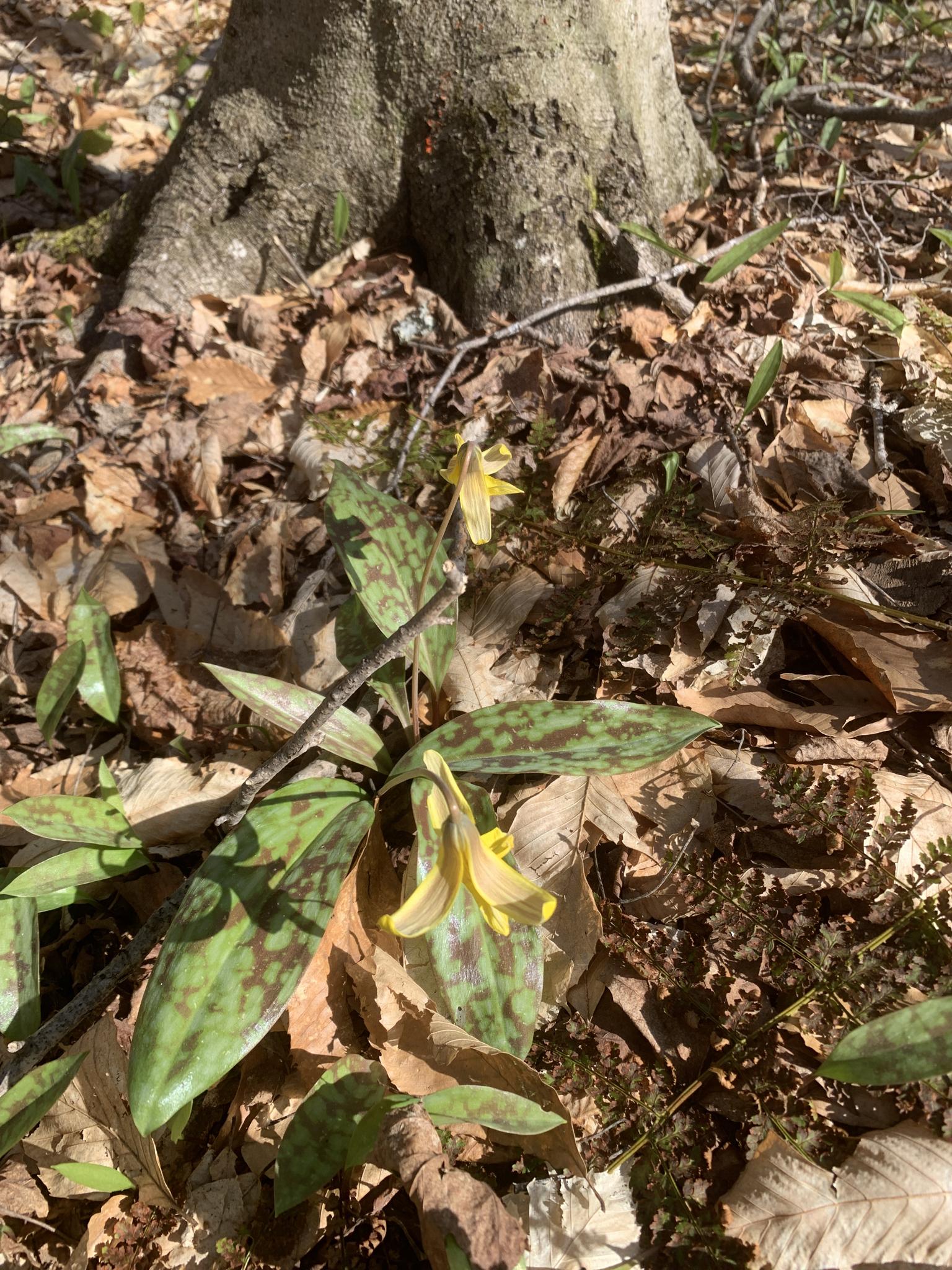 Close-up of small yellow flowers on a leafy forest floor in dappled light.