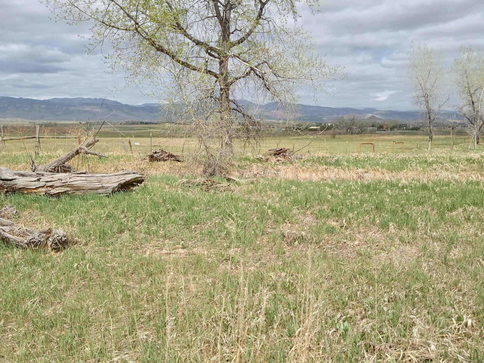Grassy field with bare trees, fallen logs, distant mountains under cloudy sky.