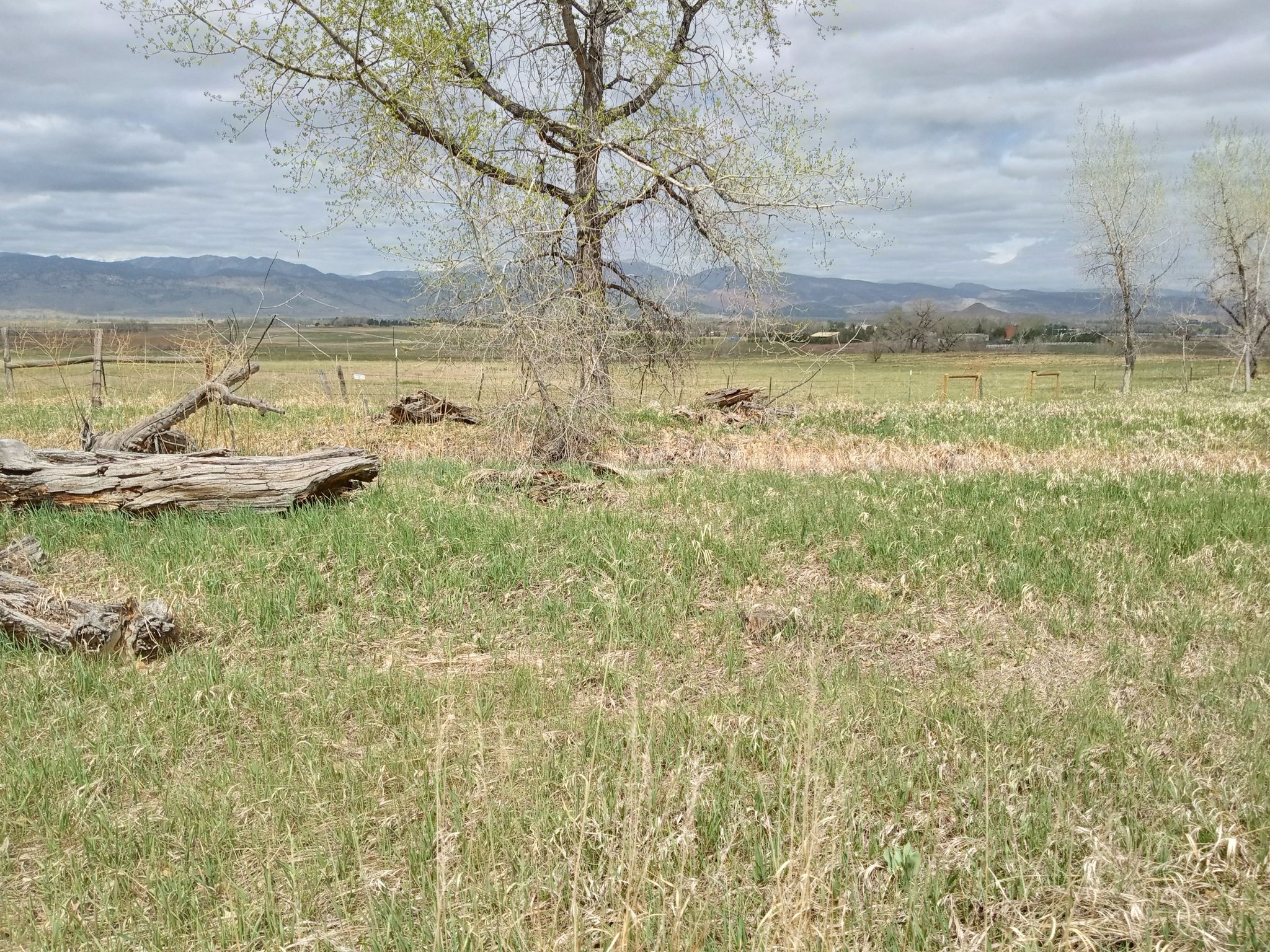 Grassy field with bare trees, fallen logs, distant mountains under cloudy sky. - Longmont-to-Boulder (LOBO) Regional Trail