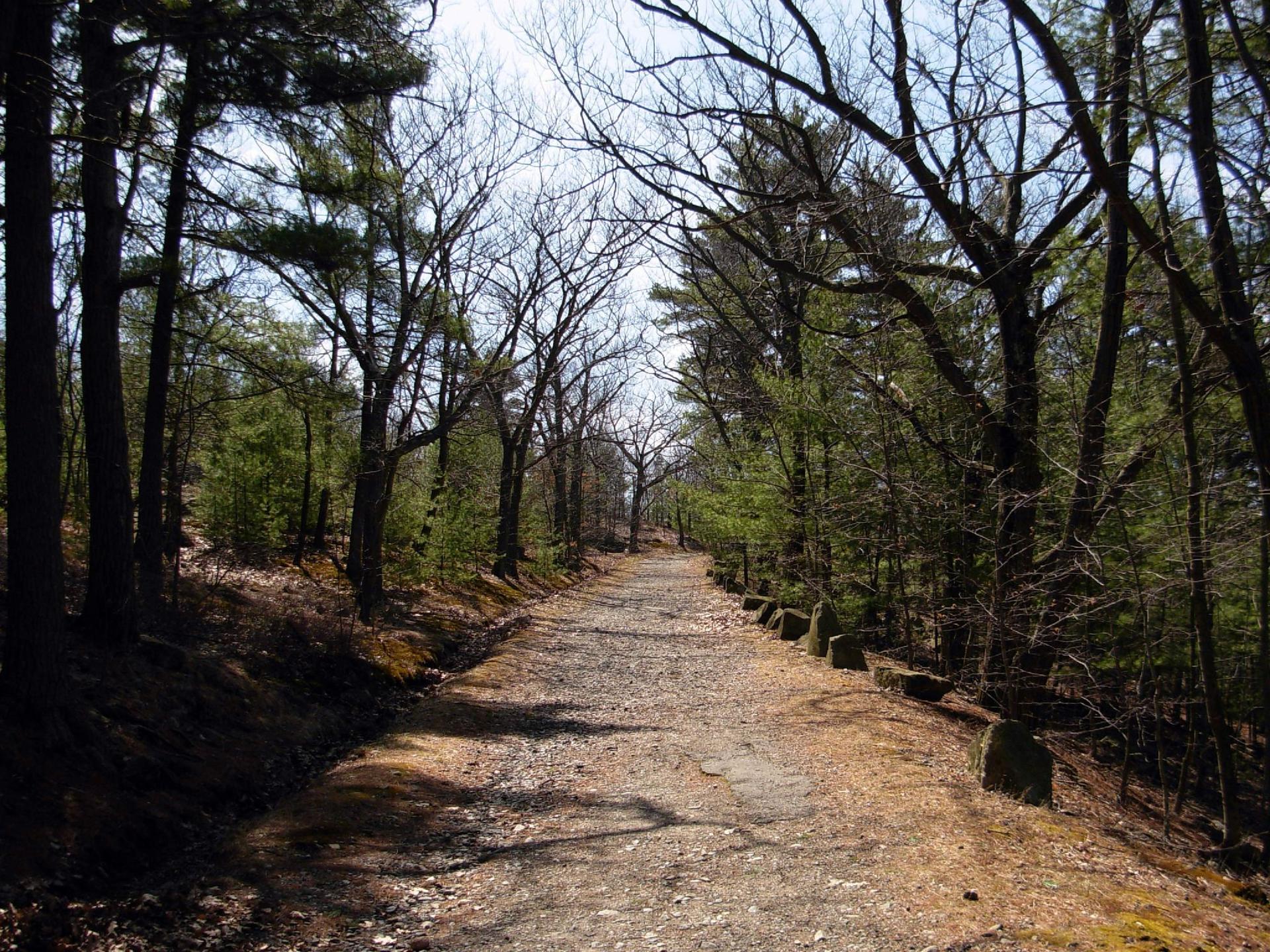 A sun-dappled dirt path winds through a dense forest with tall trees.