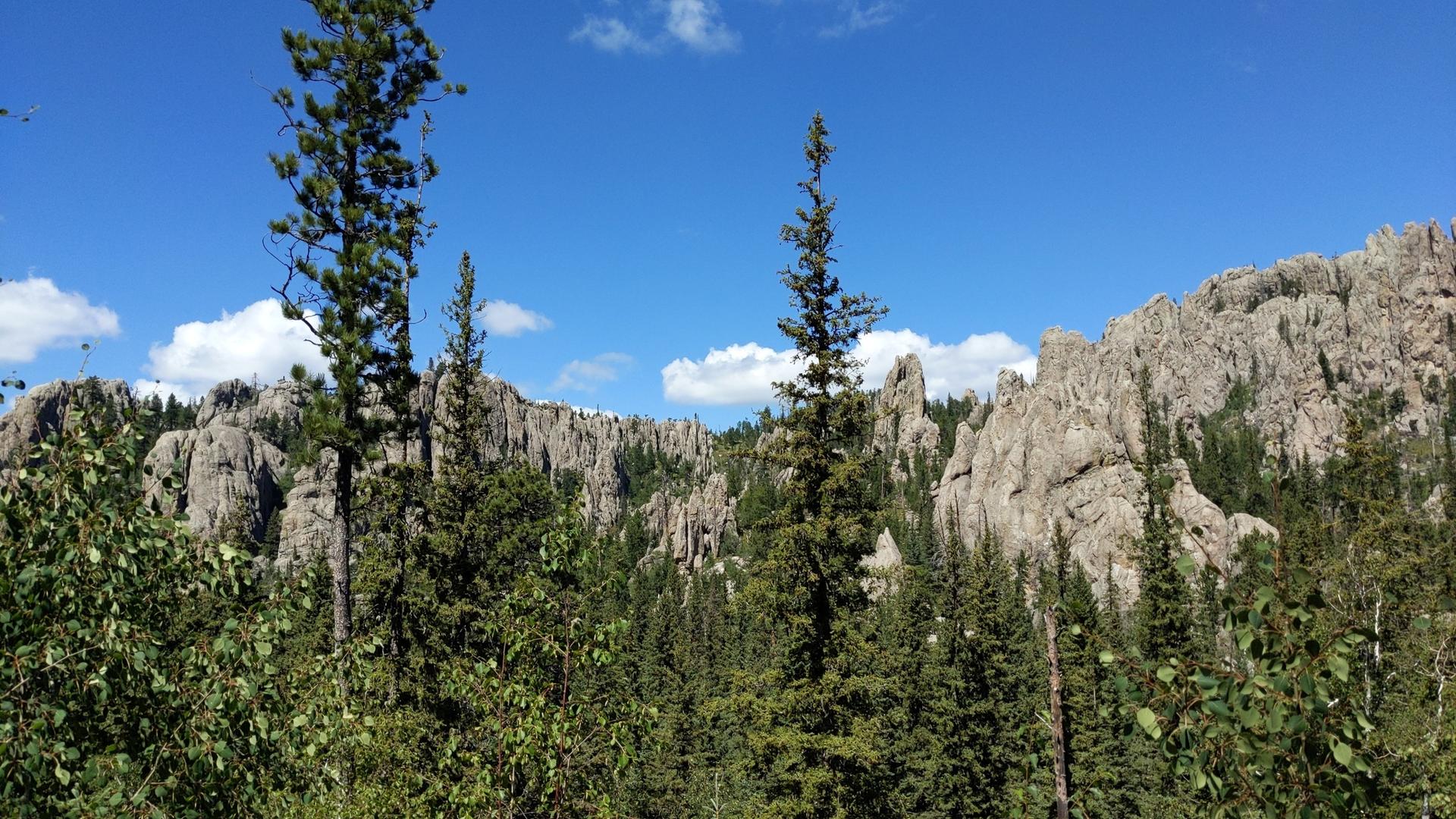 Dense forest with tall pine trees and distant jagged rock formations.