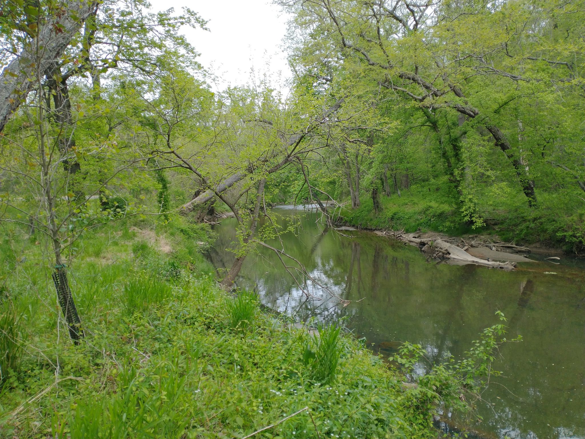 Narrow stream winding through a lush green forest on an overcast day. - Rock Creek, Sligo Creek & Anacostia Trail Loop