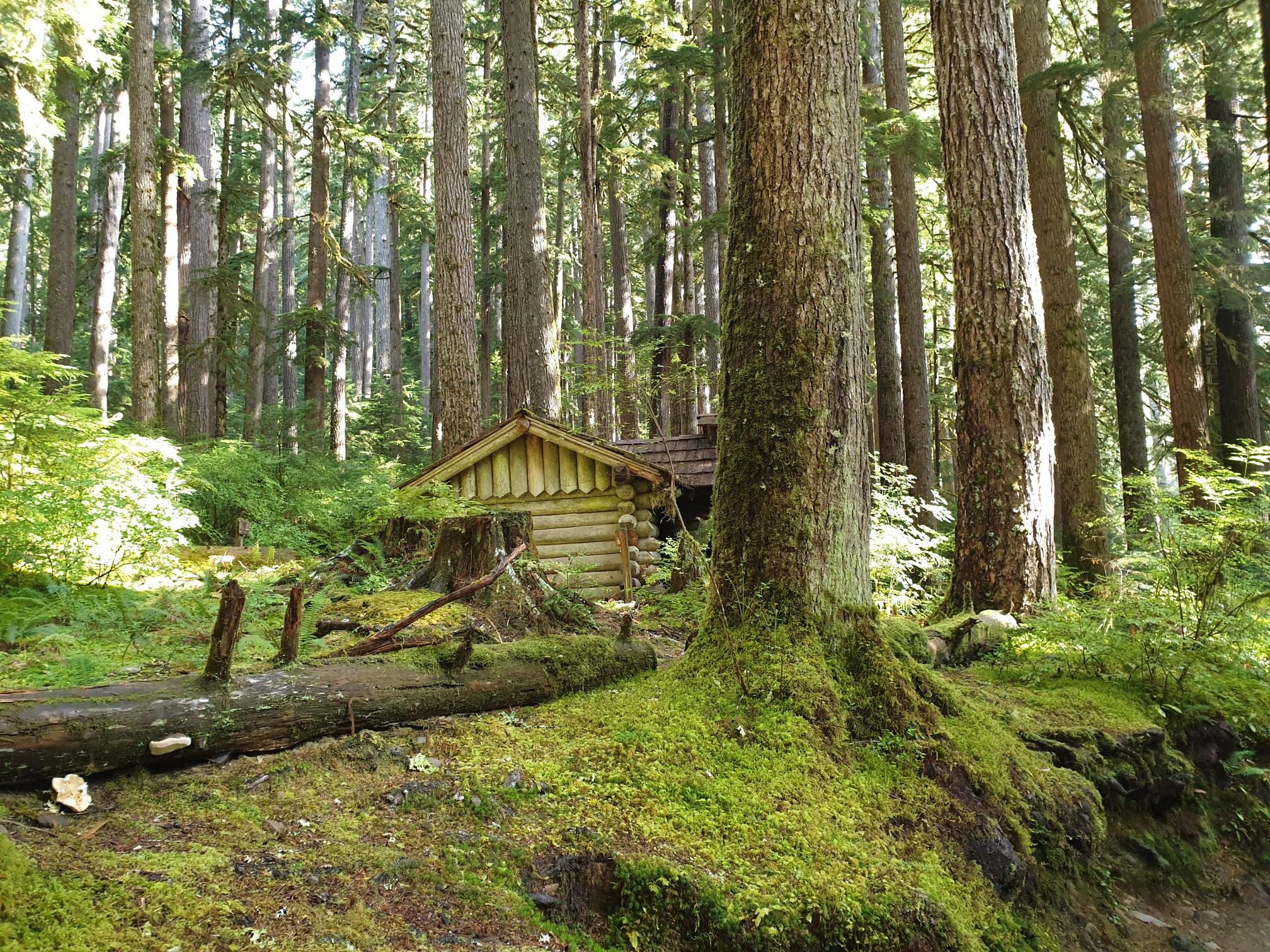 Small wooden cabin nestled among tall trees in a mossy, sunlit forest.