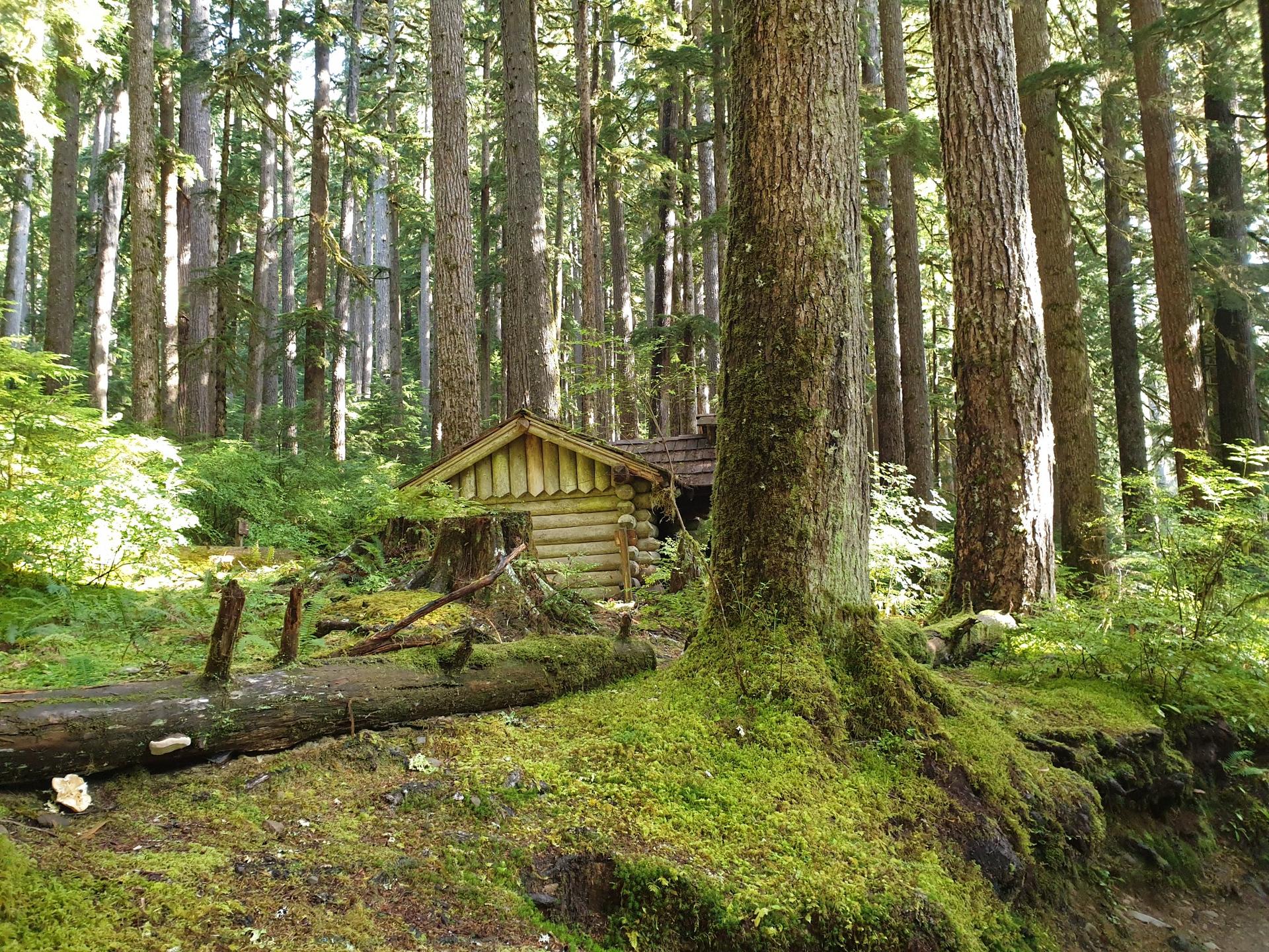 Small wooden cabin nestled among tall trees in a mossy, sunlit forest.