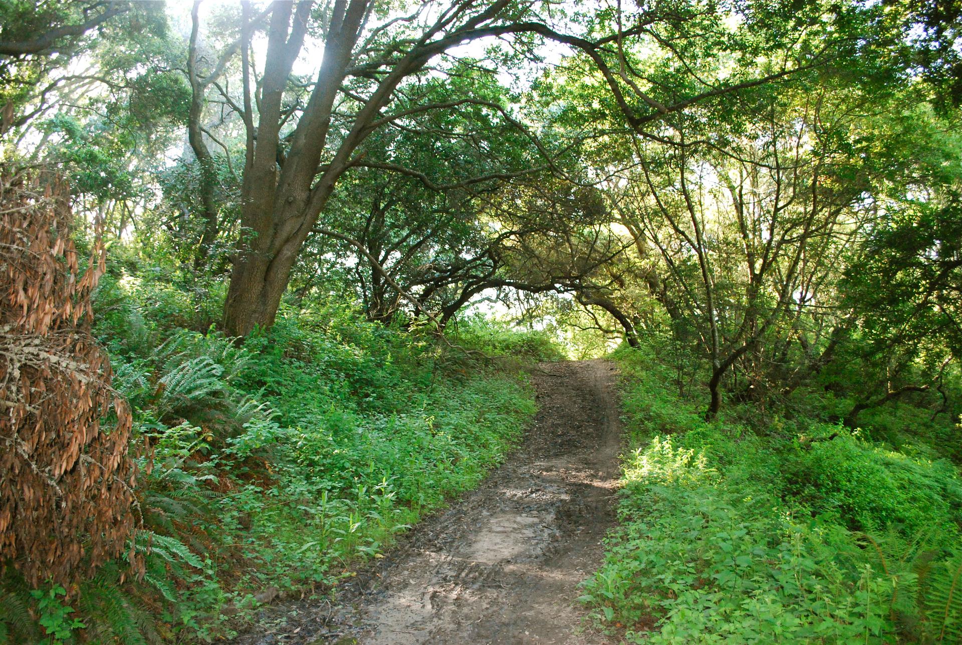Shaded dirt path winding through a dense, green forest with dappled sunlight.