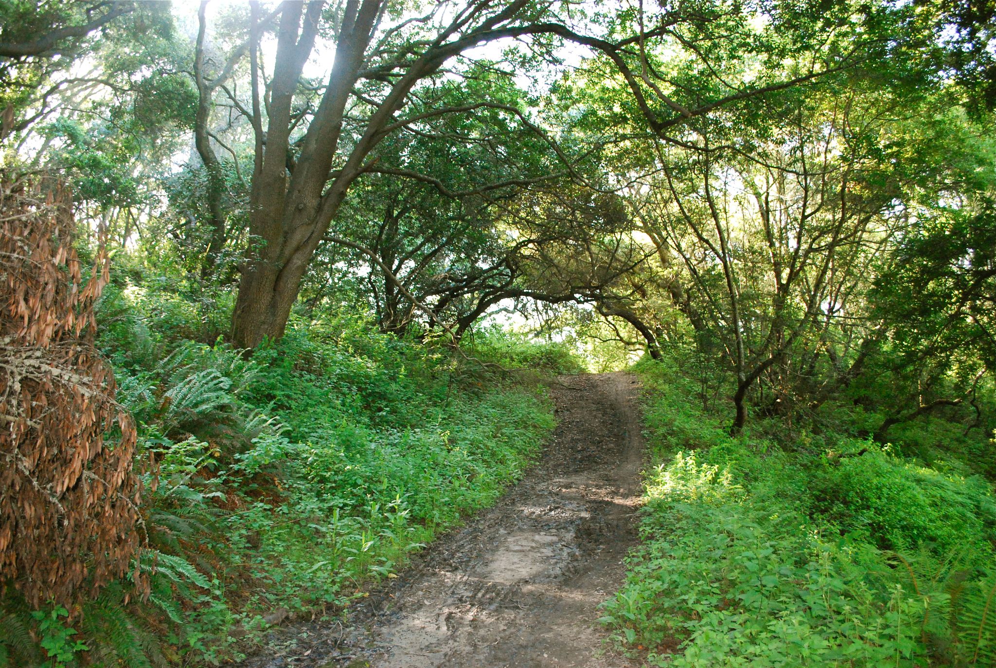 Shaded dirt path winding through a dense, green forest with dappled sunlight. - Mezue and Havey Canyon Trail Loop