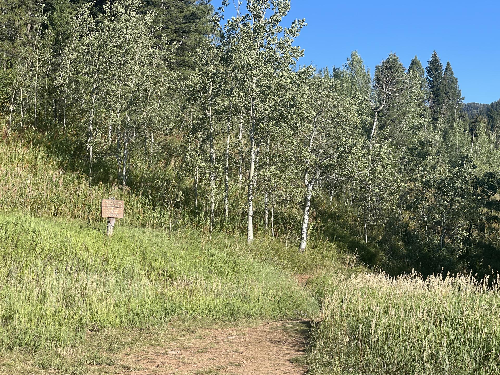 Dirt path ascending a grassy hill with tall aspen trees and a small sign.